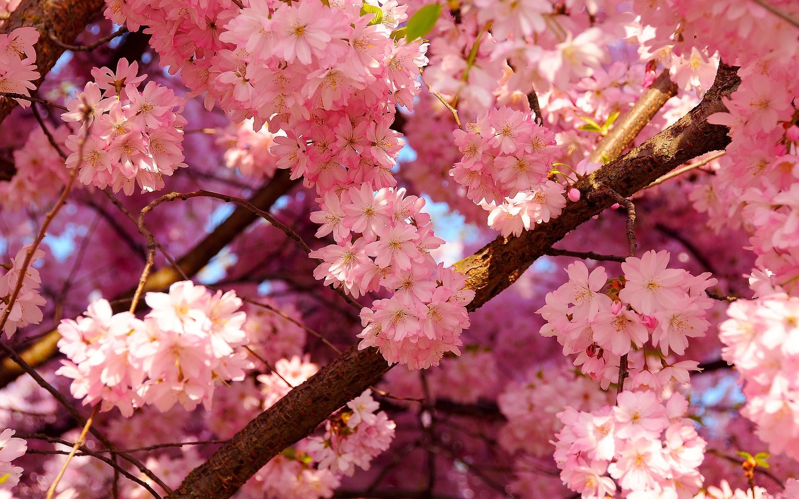 Cherry Blossom Computer Wallpapers