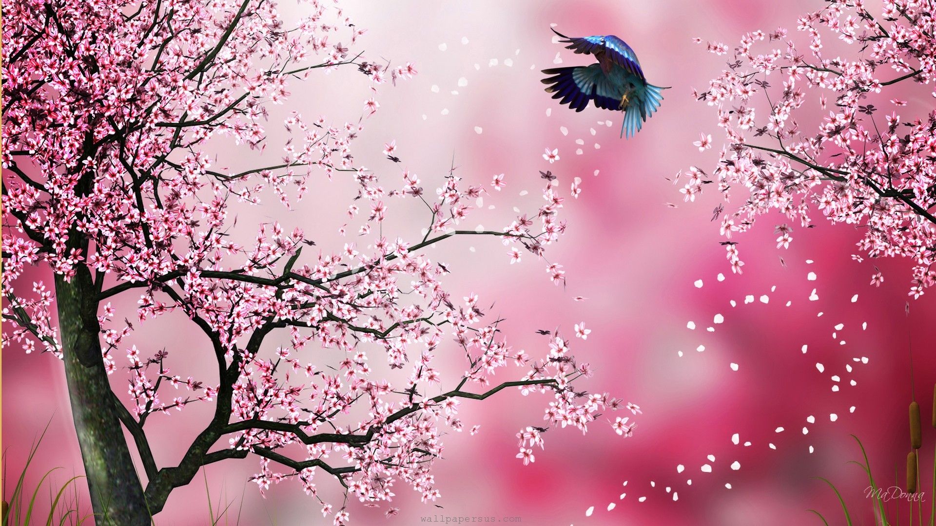 Cherry Blossom Computer Wallpapers