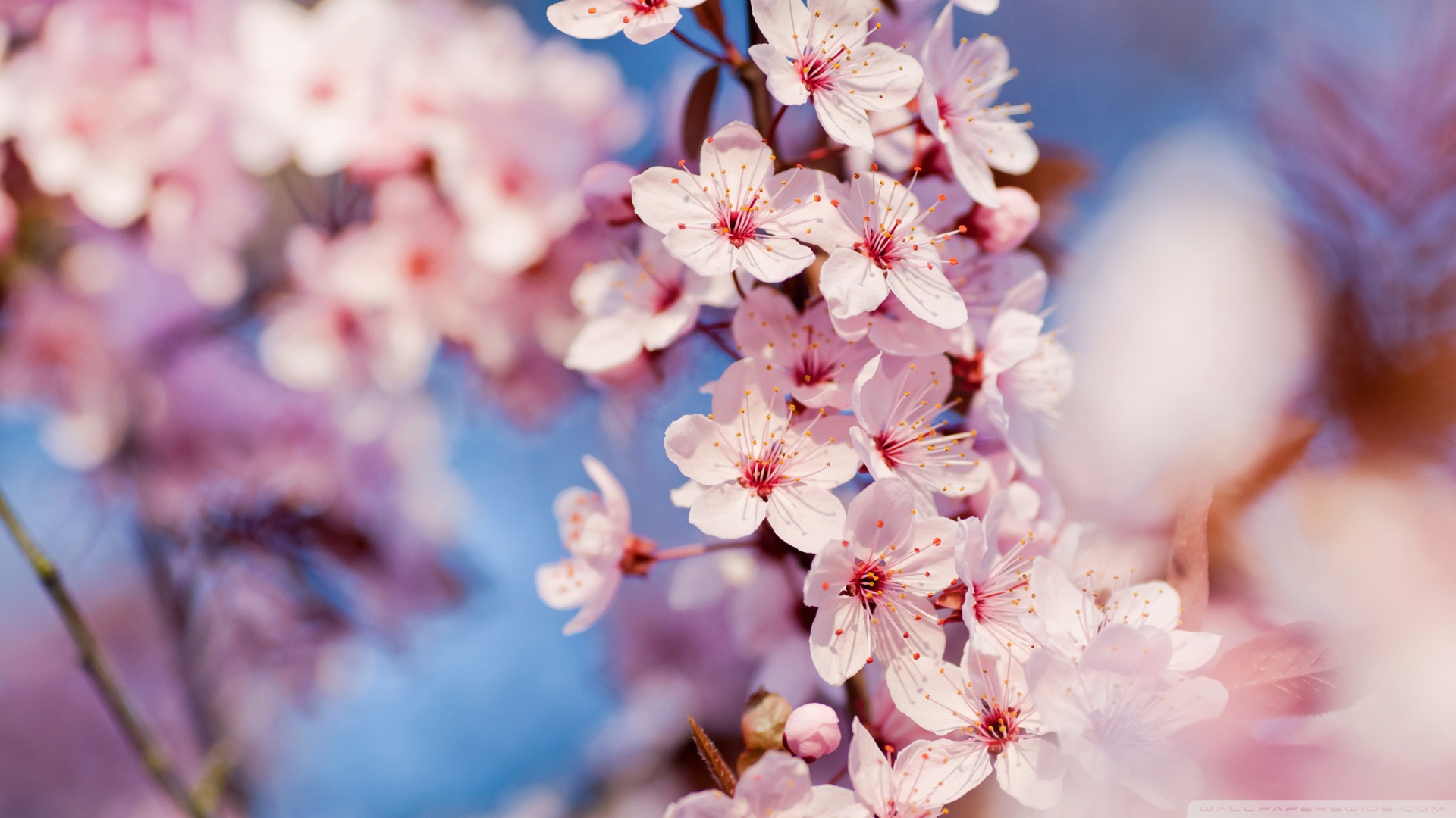 Cherry Blossom Computer Wallpapers