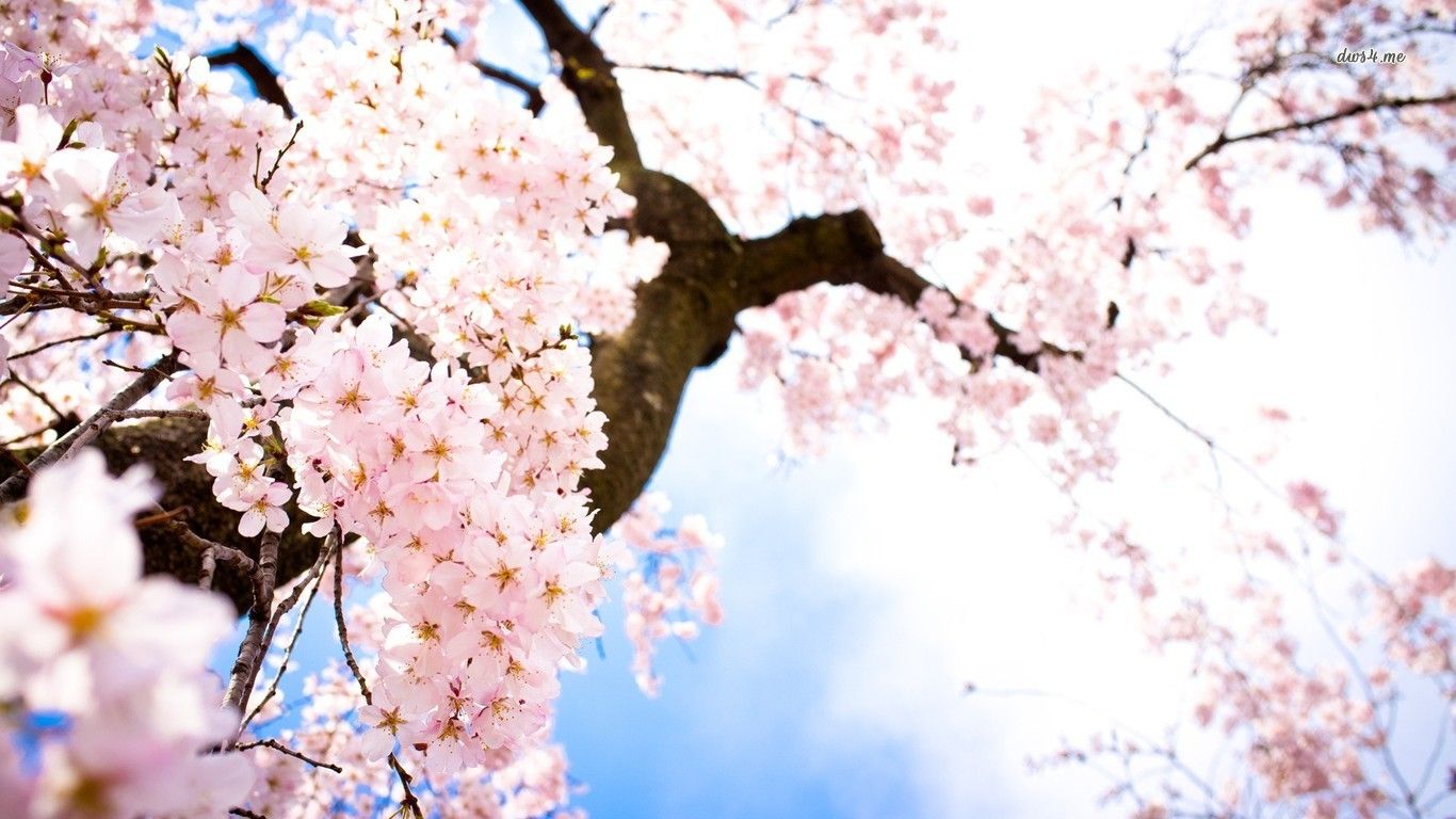 Cherry Blossom Computer Wallpapers