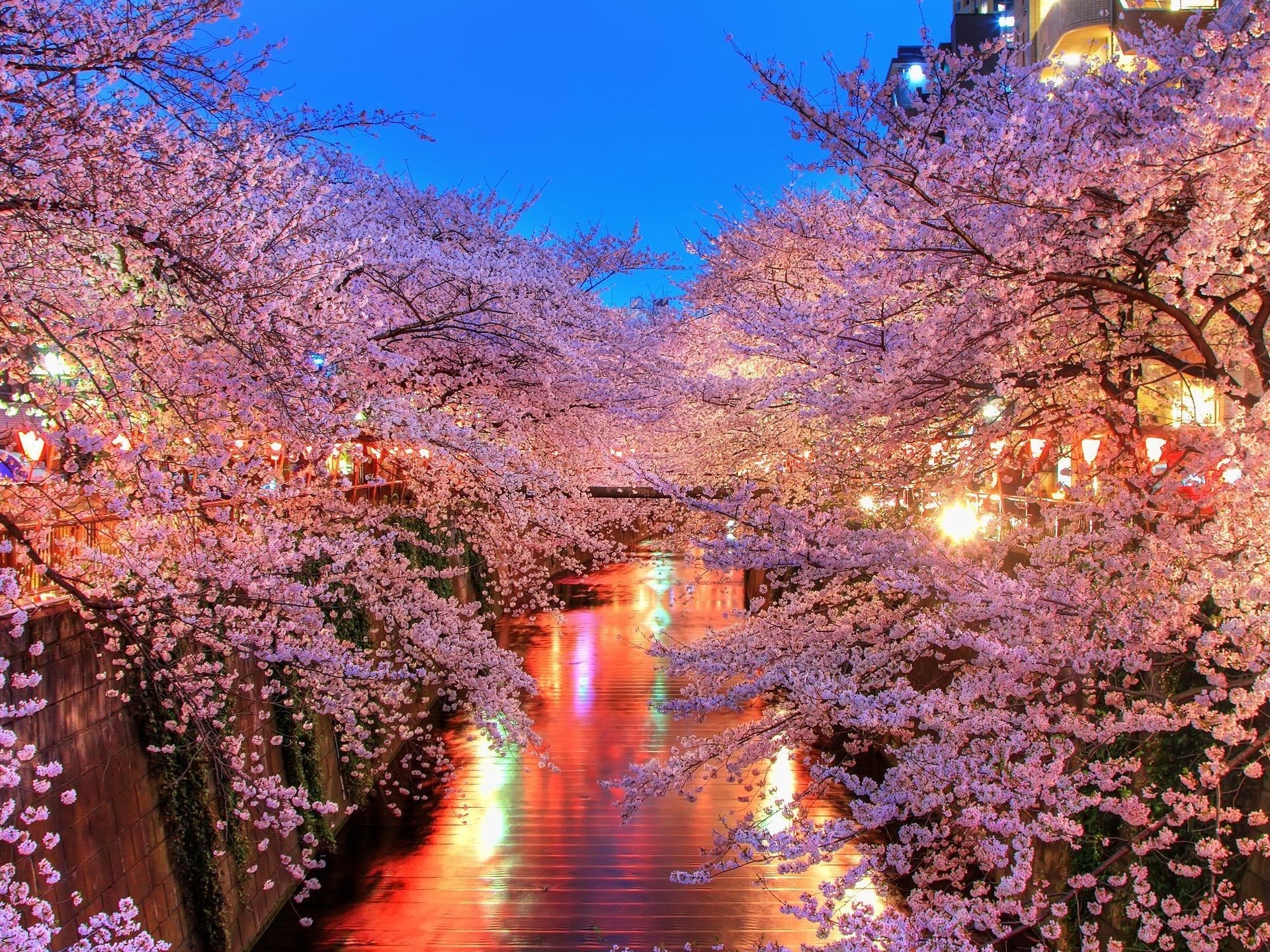 Cherry Blossom Computer Wallpapers