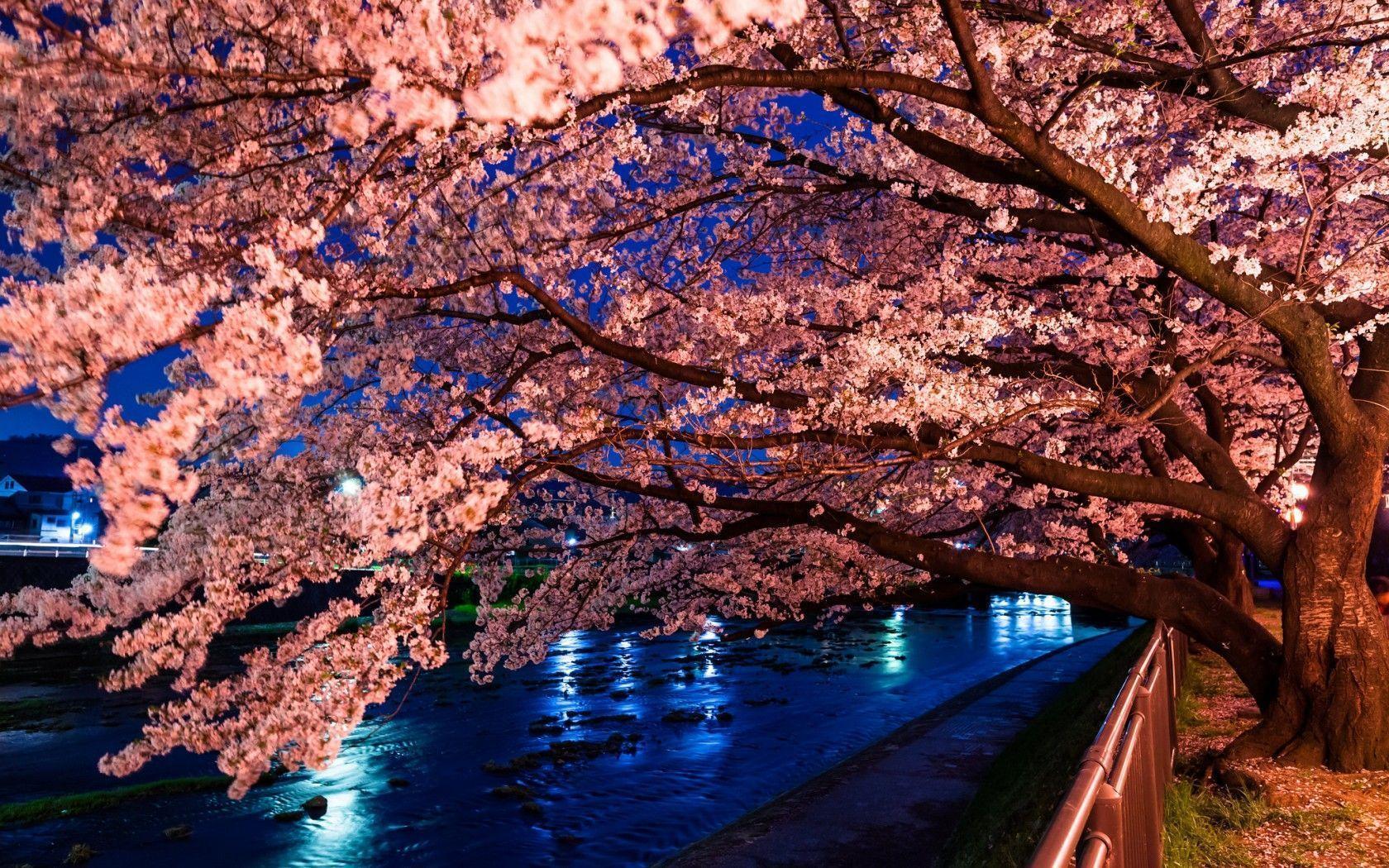 Cherry Blossom Computer Wallpapers