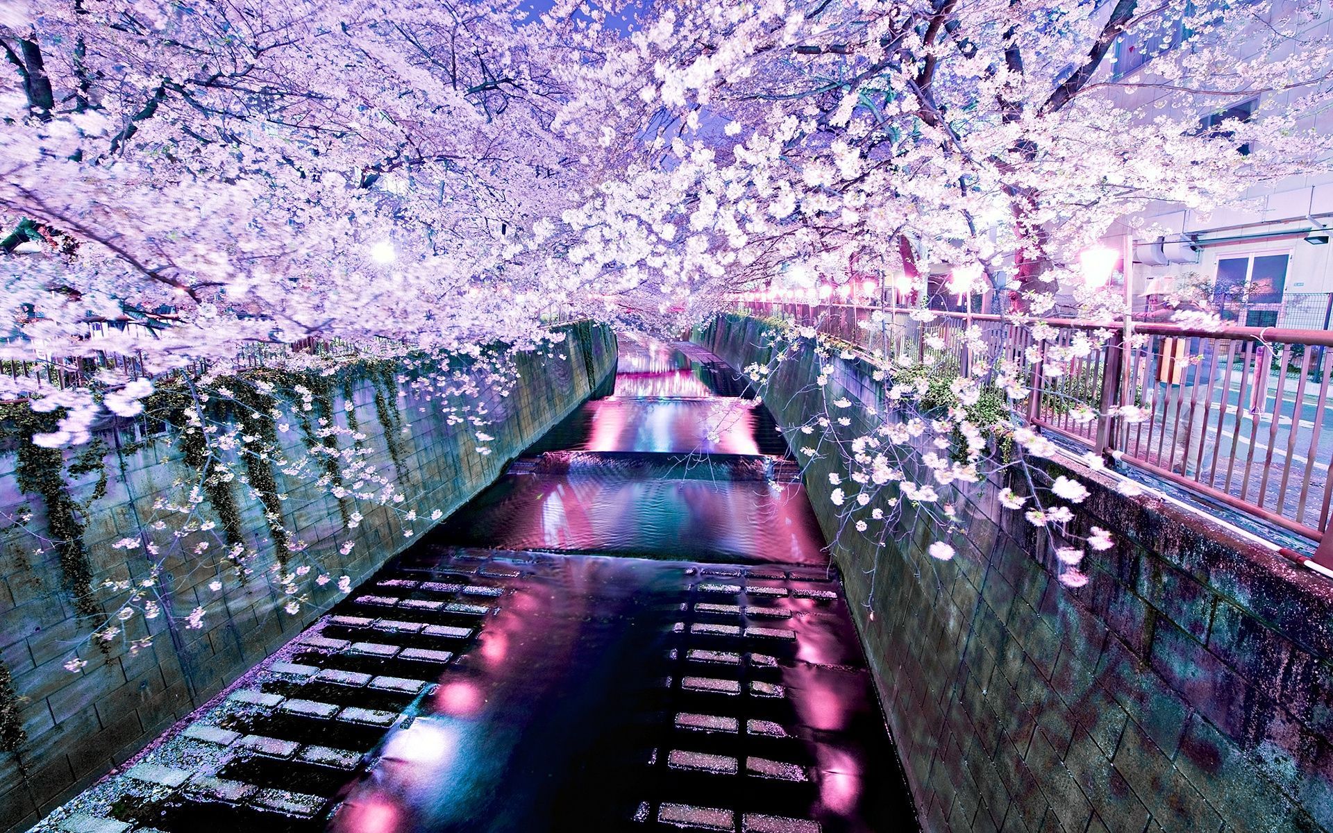 Cherry Blossom Computer Wallpapers