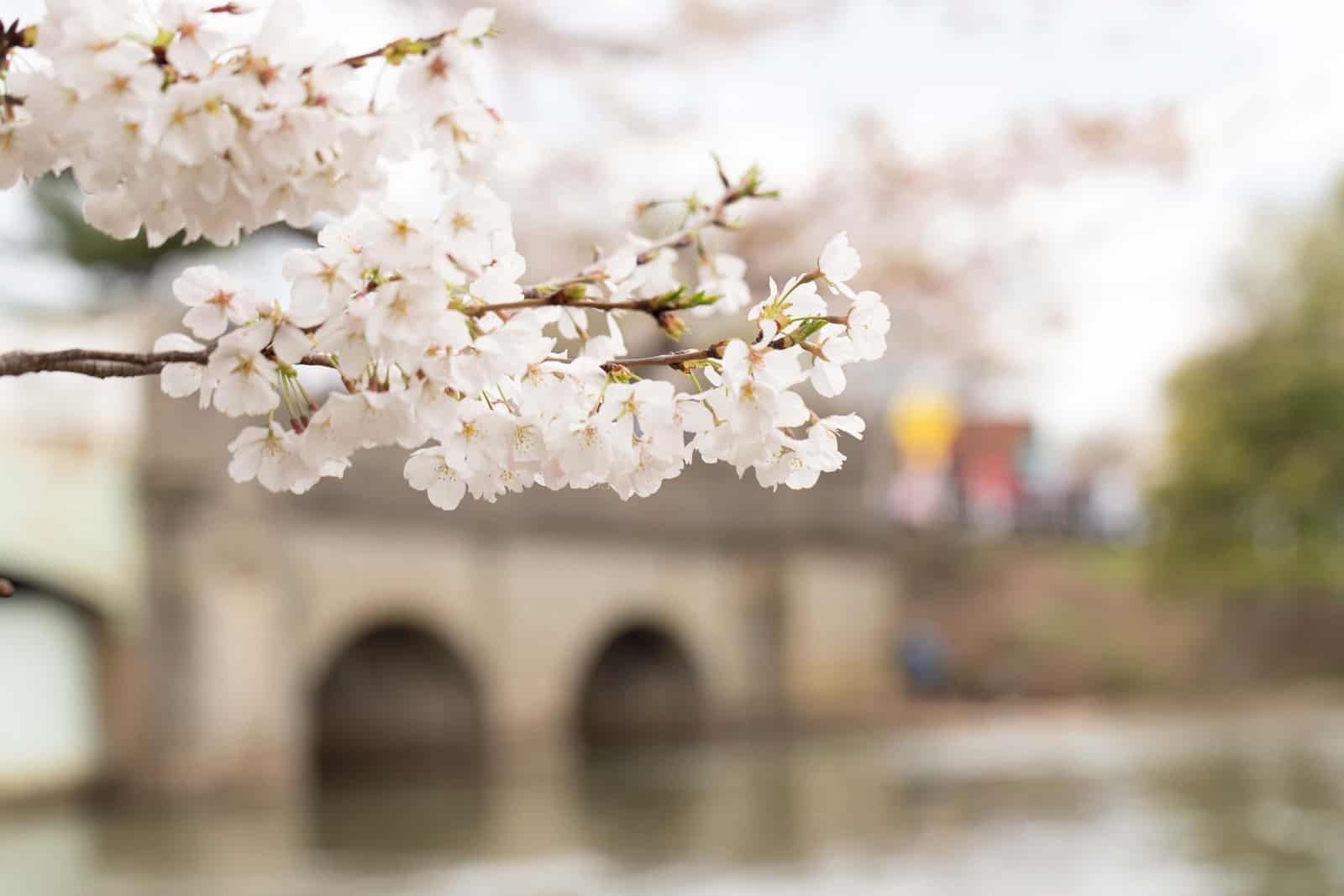 Cherry Blossom Computer Wallpapers