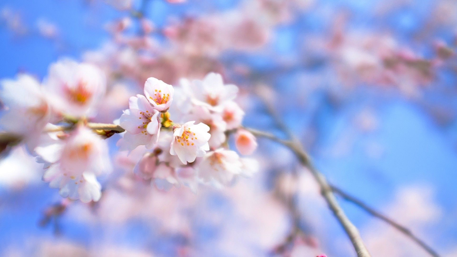 Cherry Blossom Desktop Wallpapers