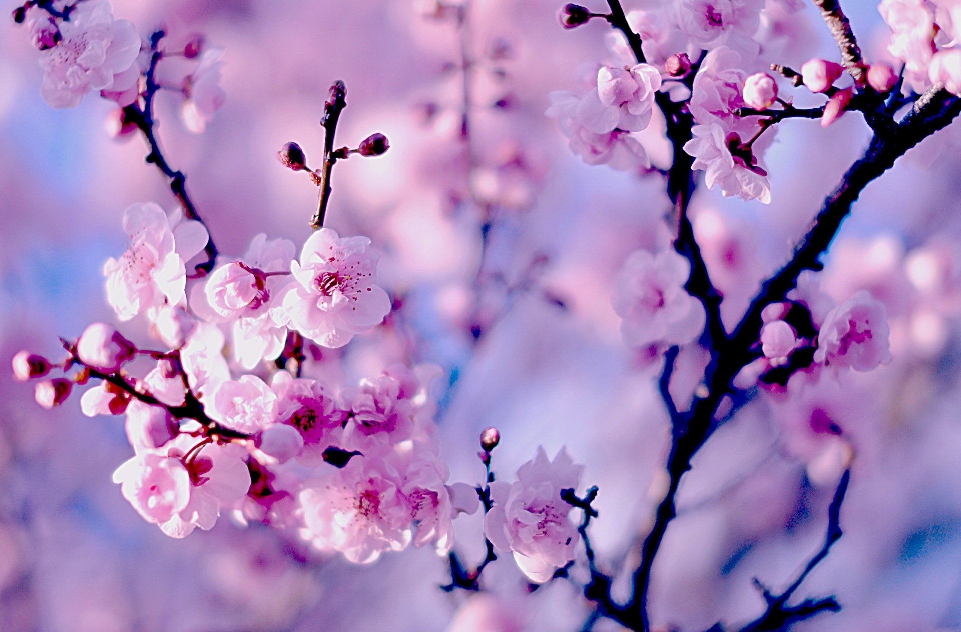 Cherry Blossom Desktop Wallpapers