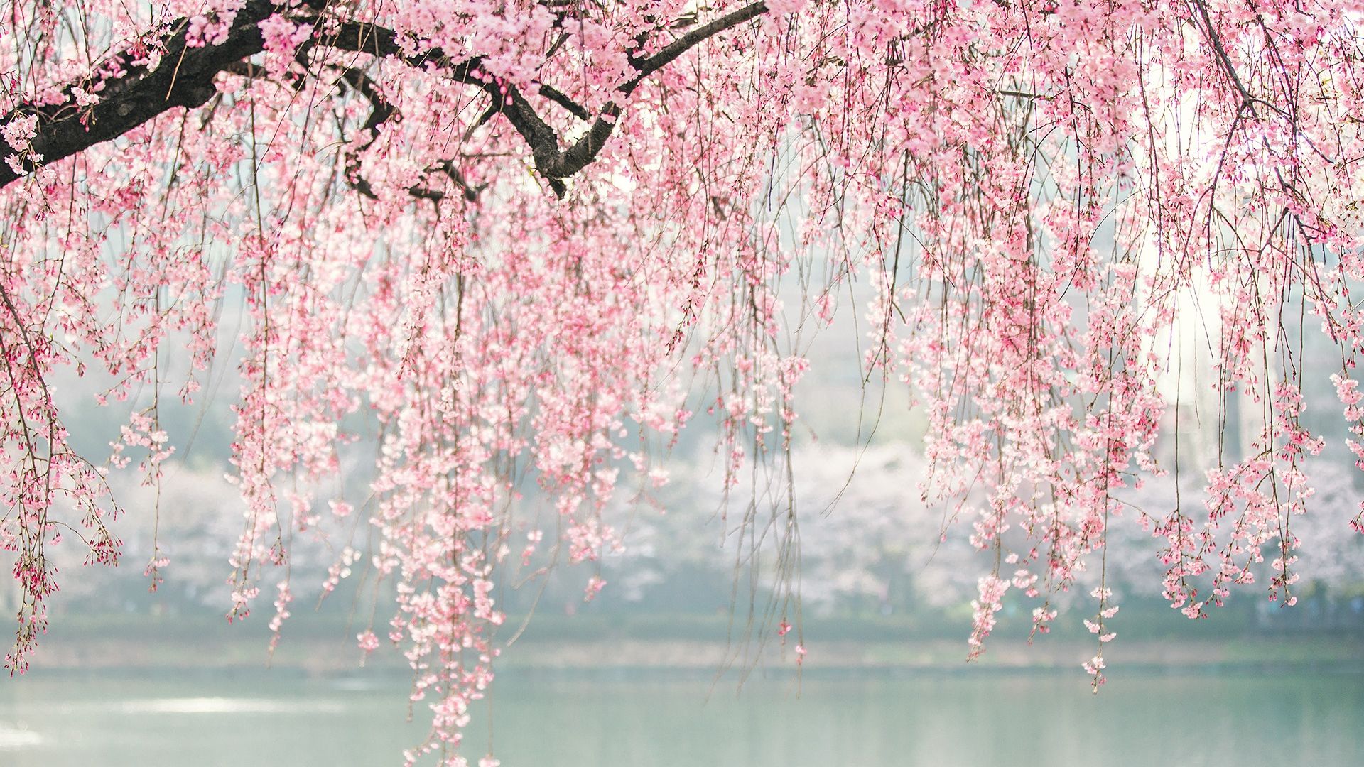 Cherry Blossom Desktop Wallpapers