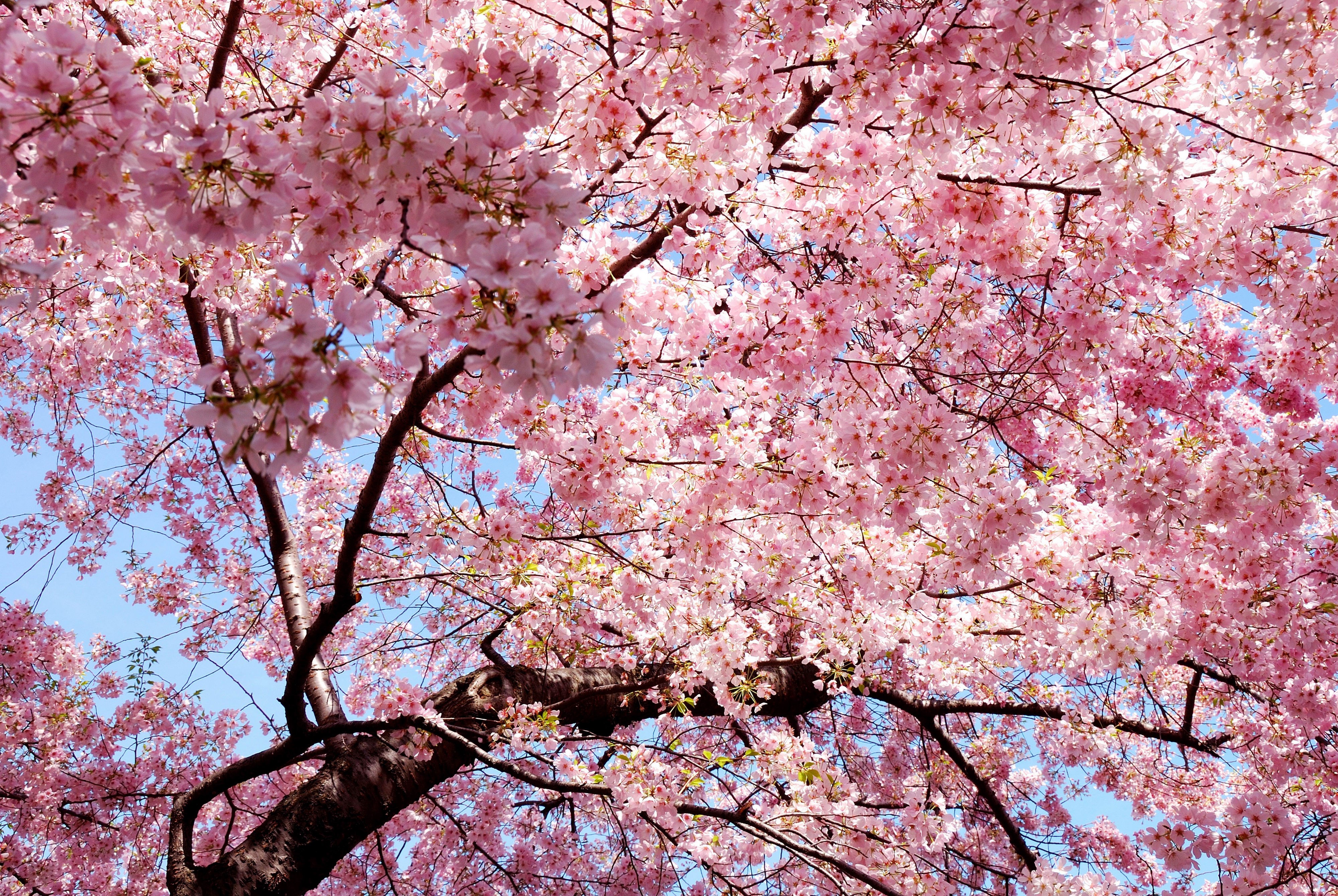 Cherry Blossom Desktop Wallpapers