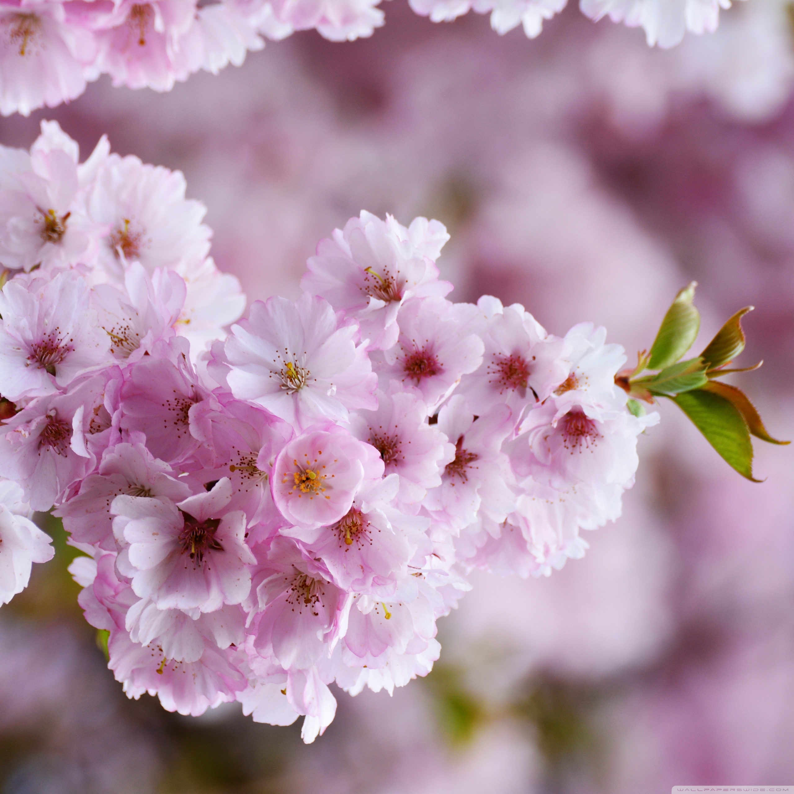 Cherry Blossom Desktop Wallpapers