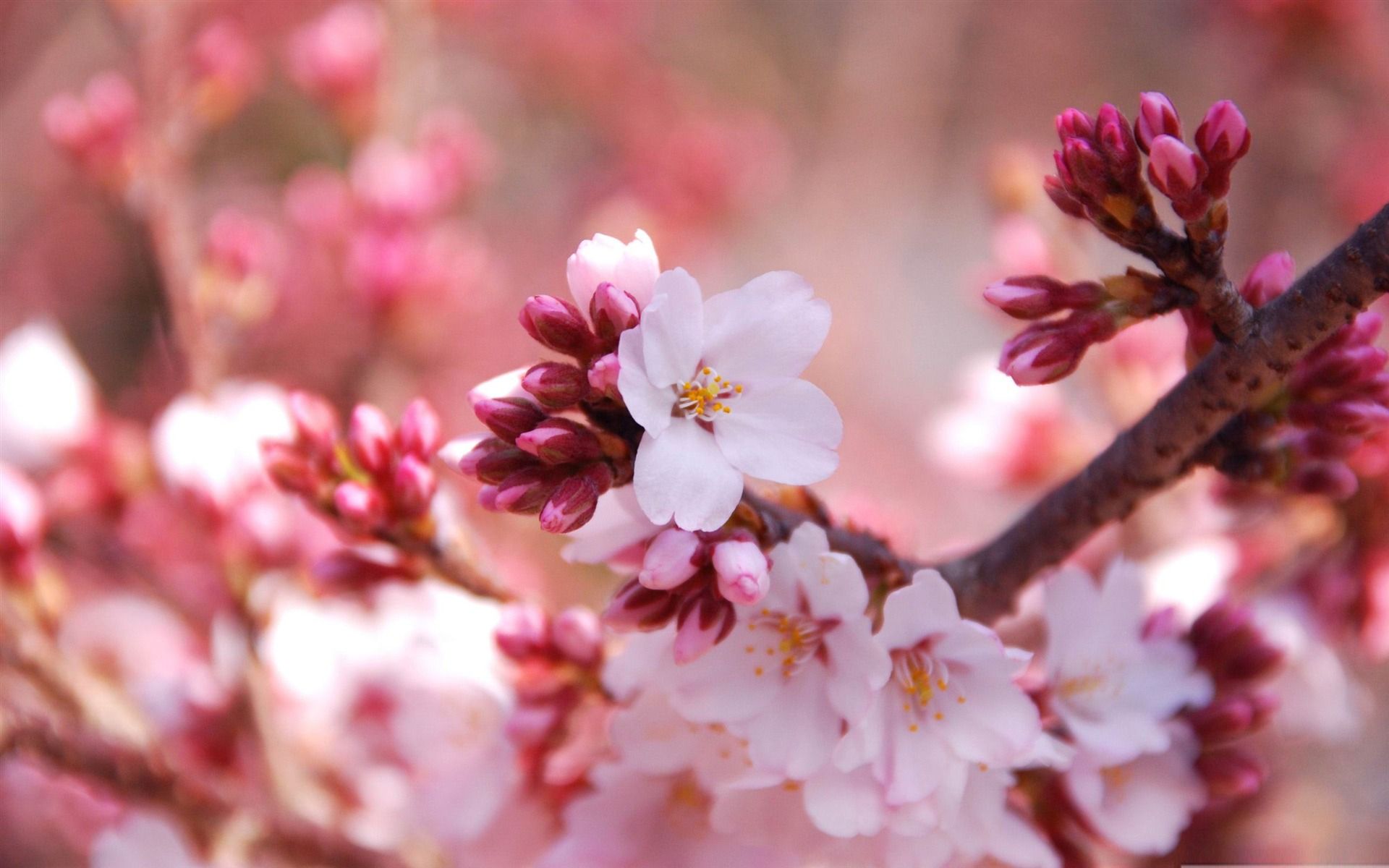 Cherry Blossom Desktop Wallpapers