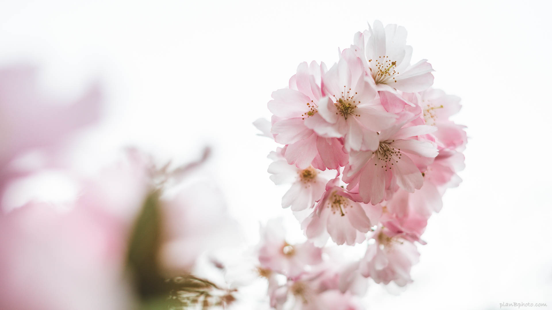 Cherry Blossom Desktop Wallpapers