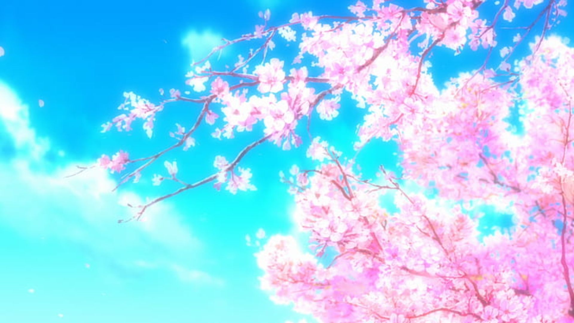 Cherry Blossom Desktop Wallpapers