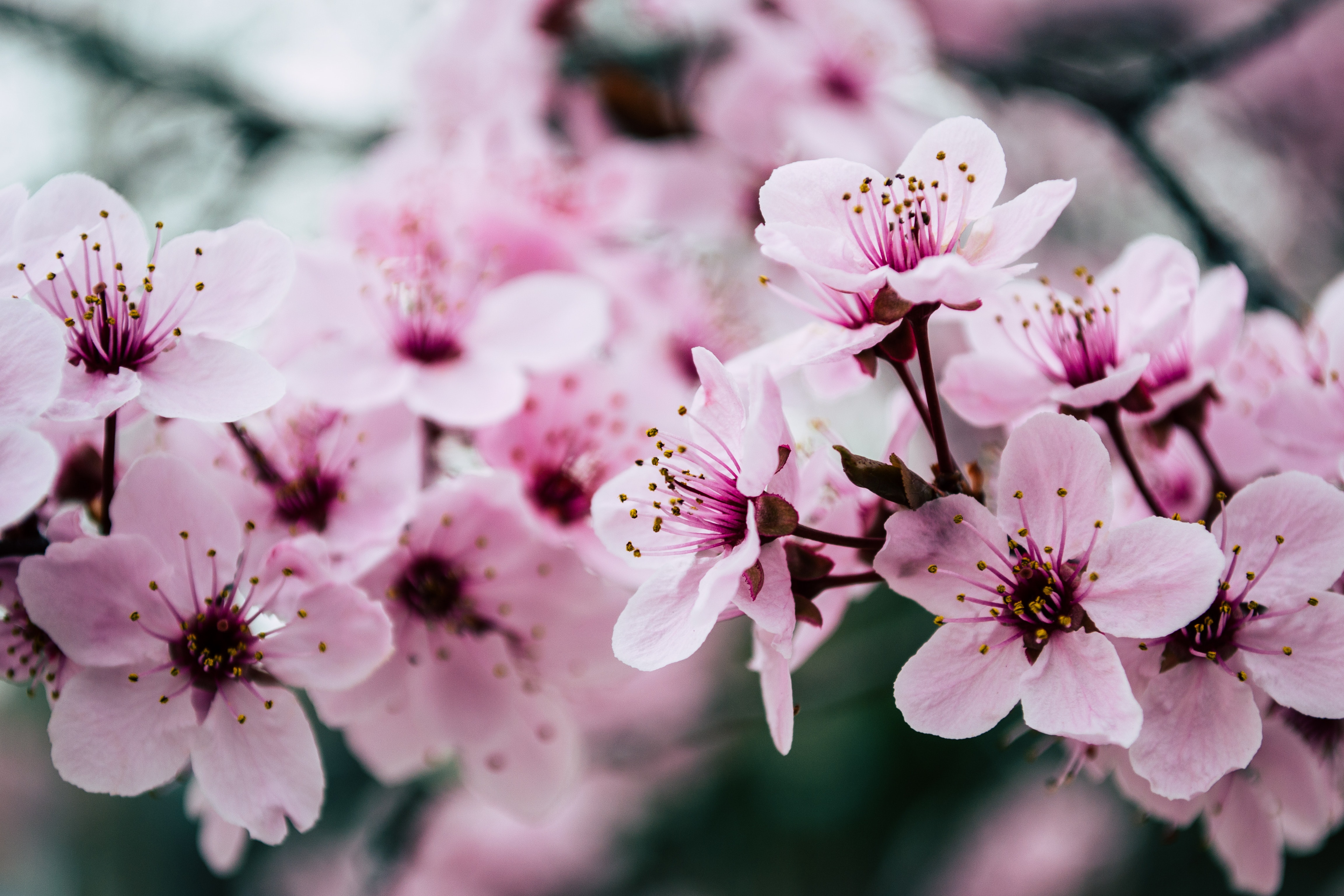 Cherry Blossom Hd Wallpapers