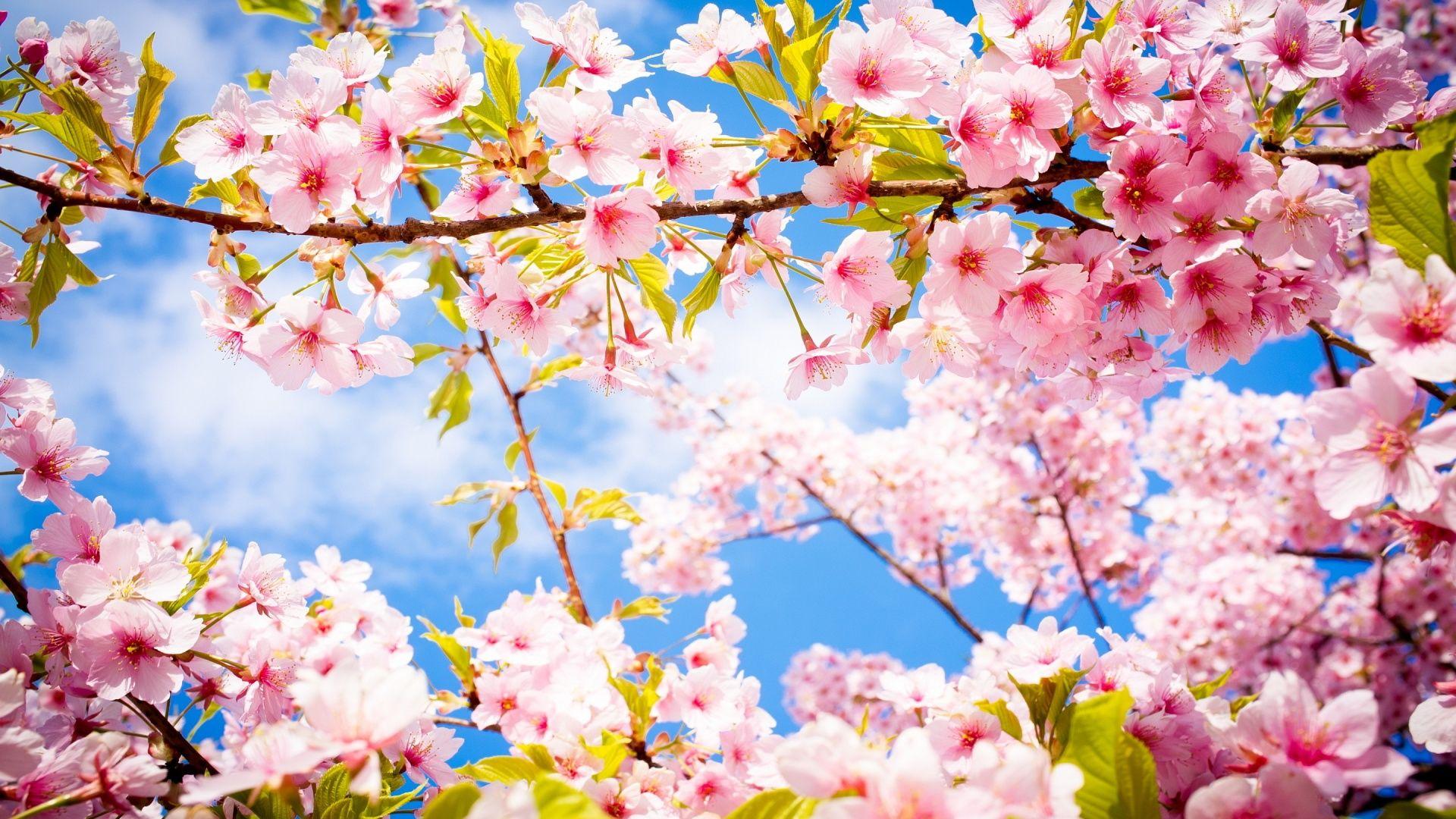 Cherry Blossom Hd Wallpapers