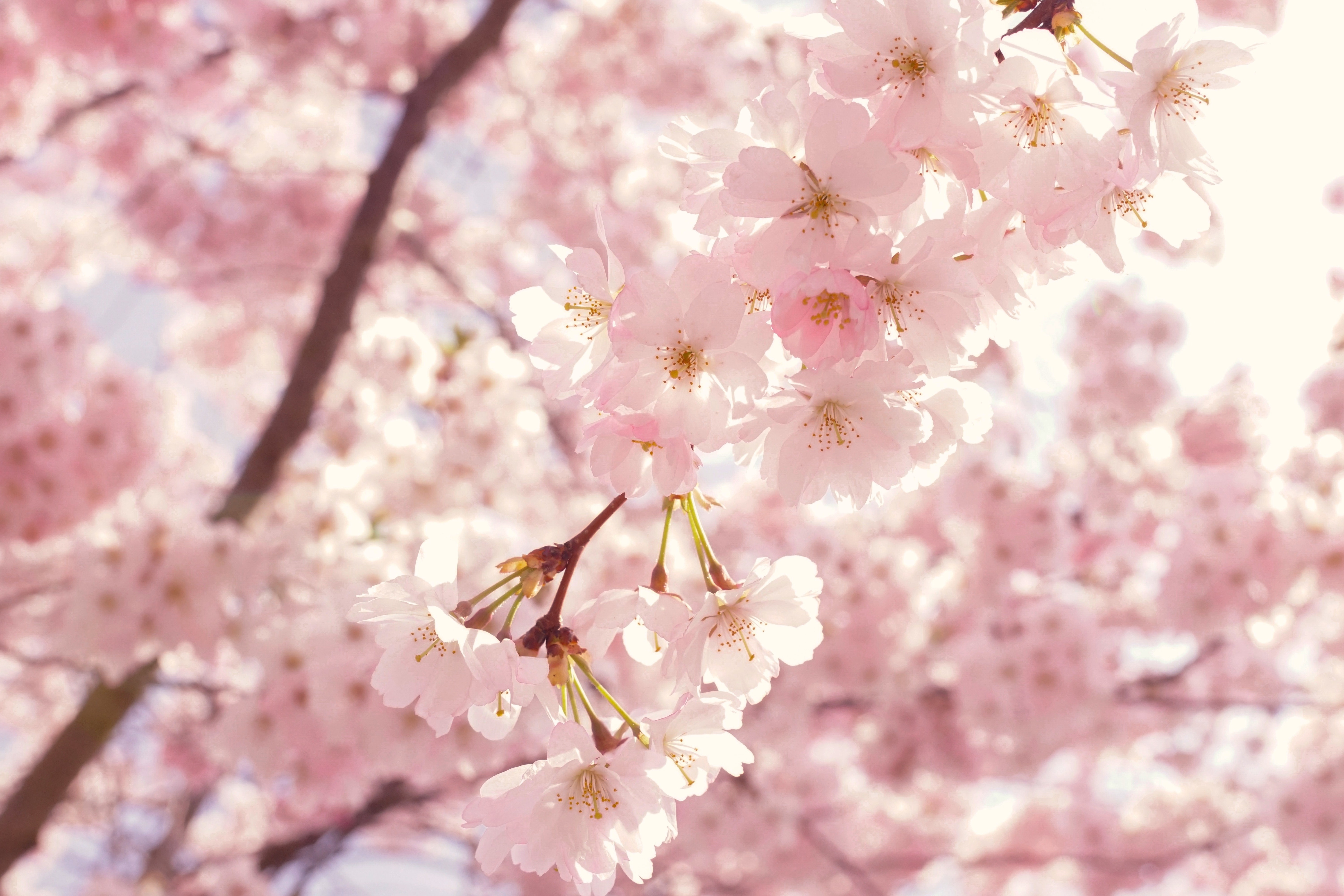 Cherry Blossom Hd Wallpapers