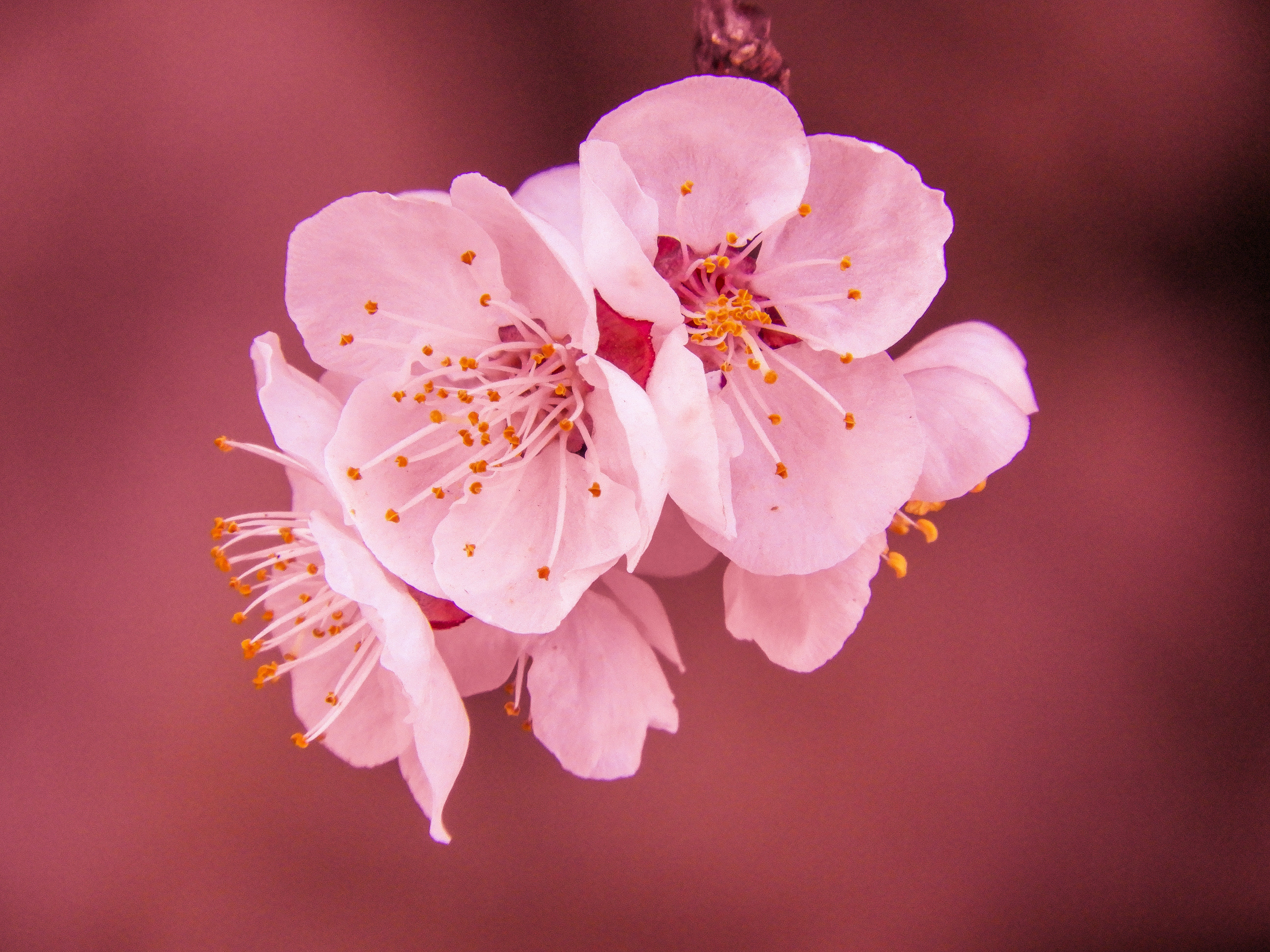 Cherry Blossom Hd Wallpapers