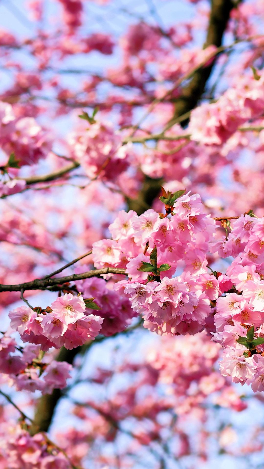 Cherry Blossom Iphone Wallpapers