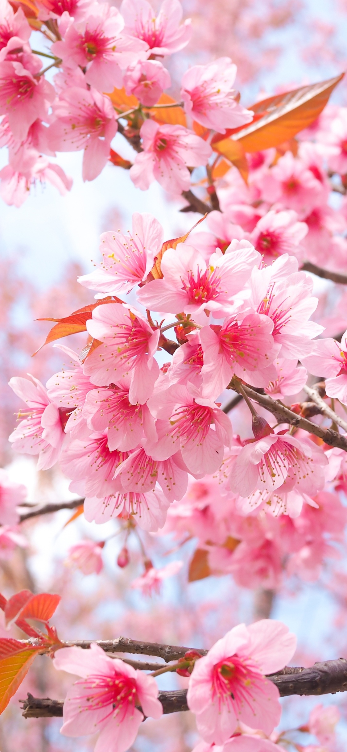 Cherry Blossom Iphone Wallpapers