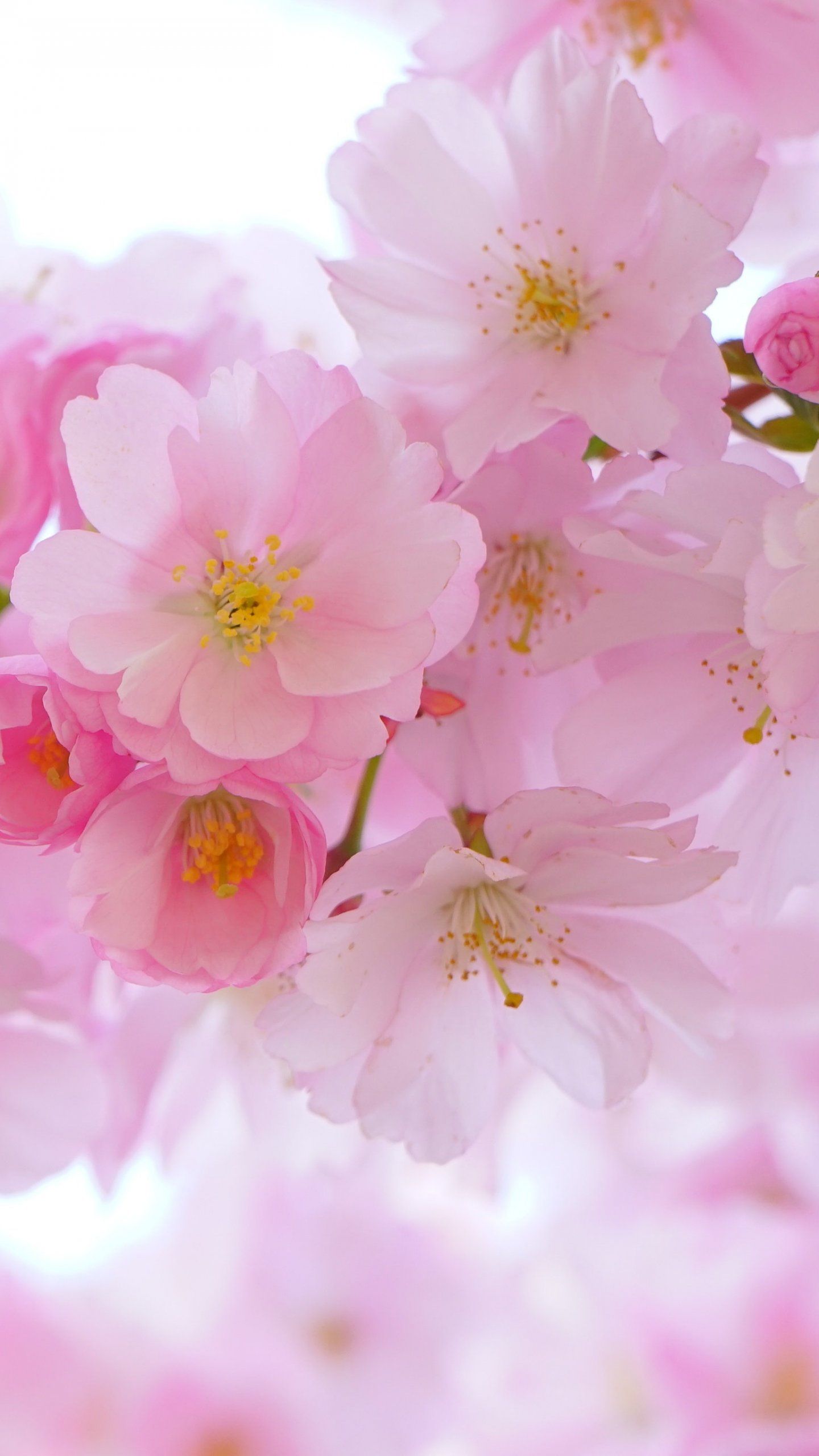 Cherry Blossom Iphone Wallpapers