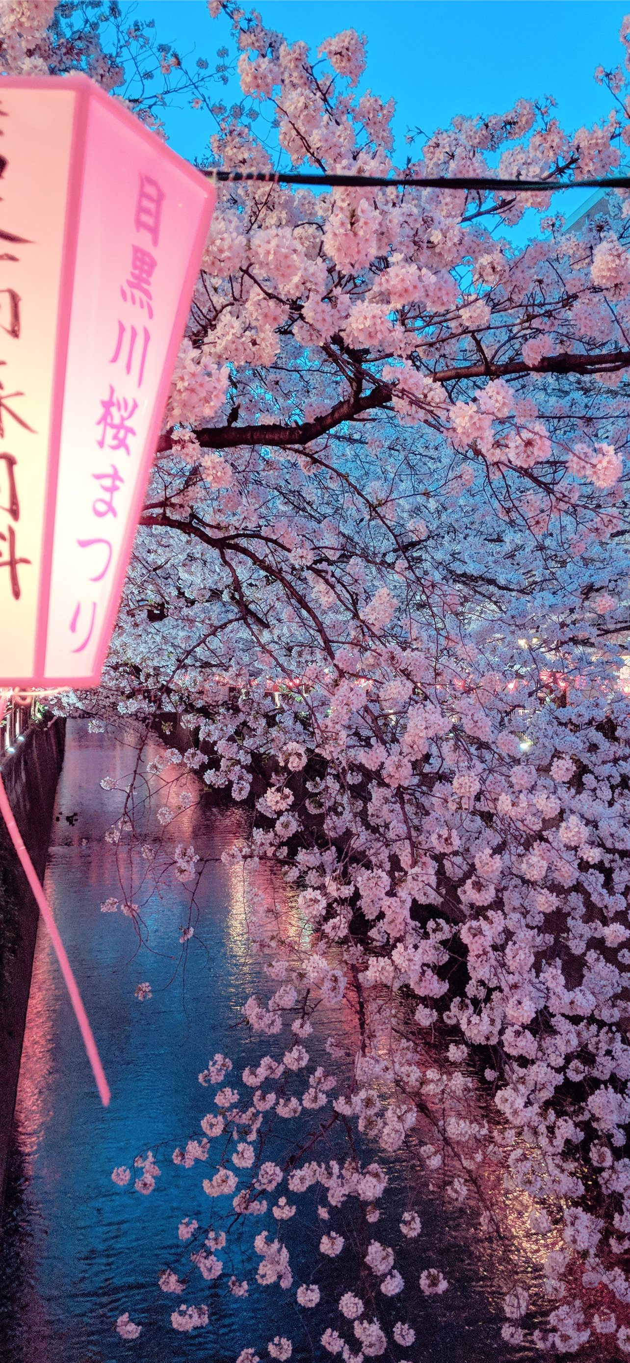 Cherry Blossom Iphone Wallpapers