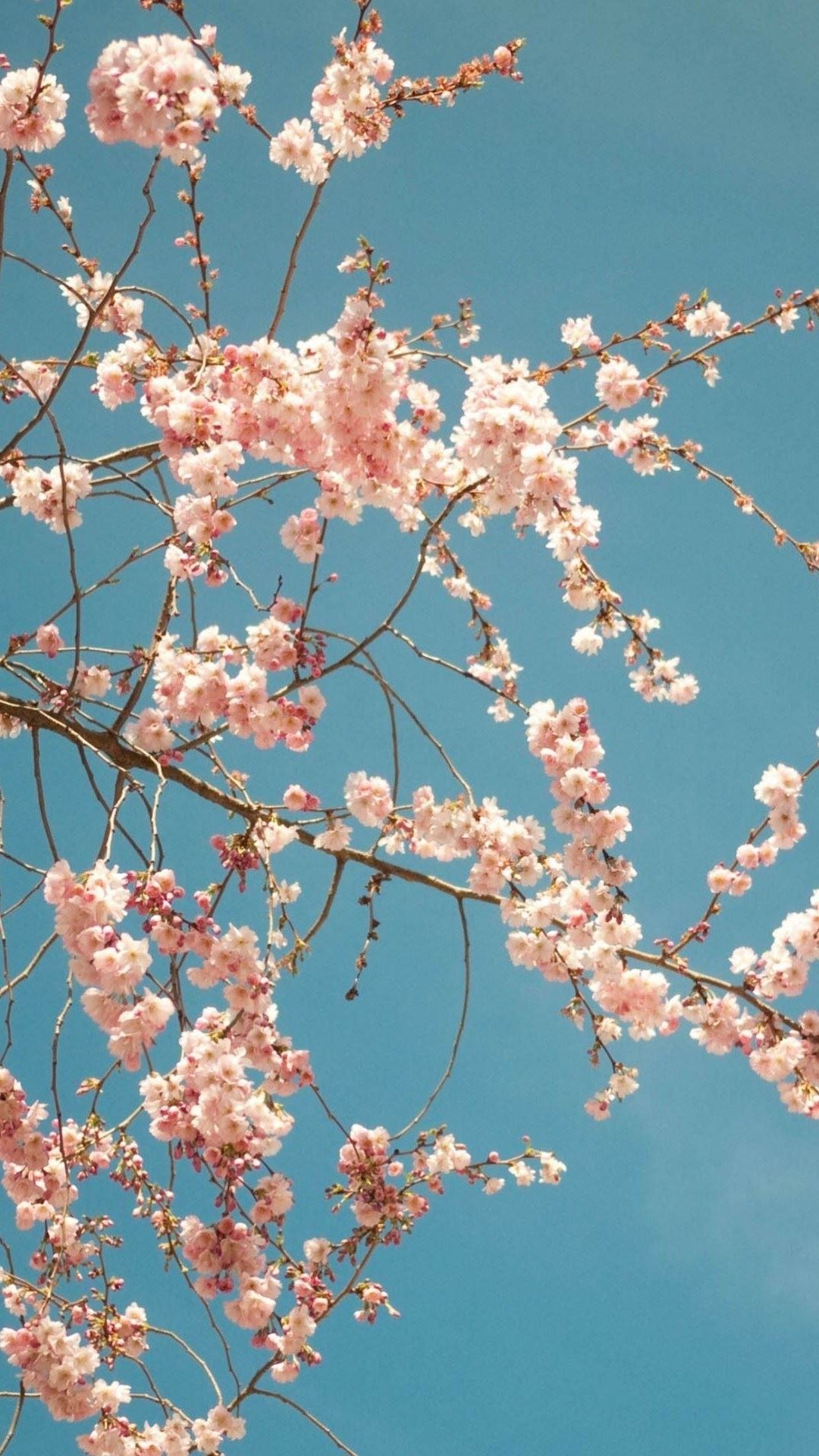 Cherry Blossom Iphone Wallpapers