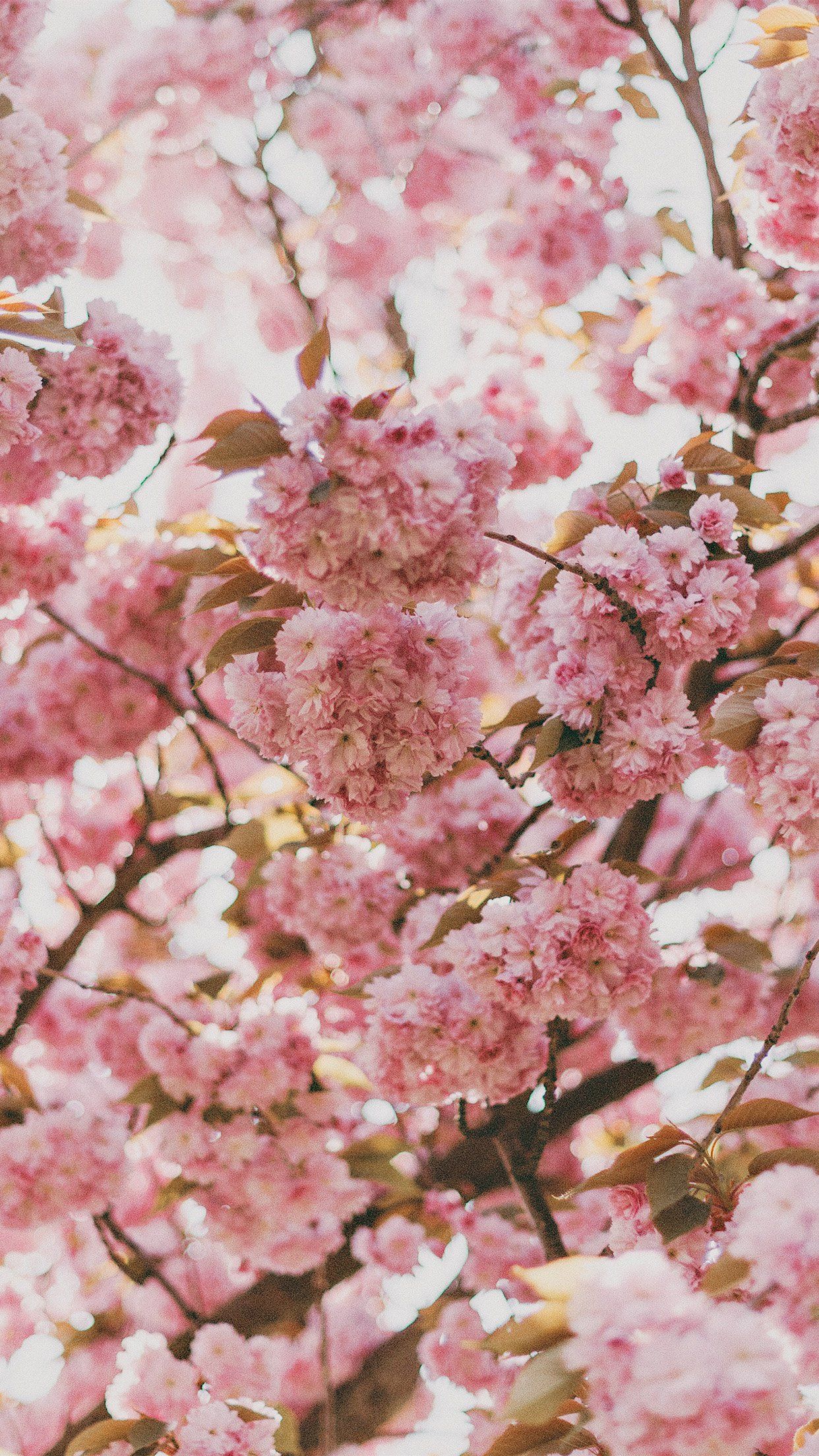 Cherry Blossom Iphone Wallpapers