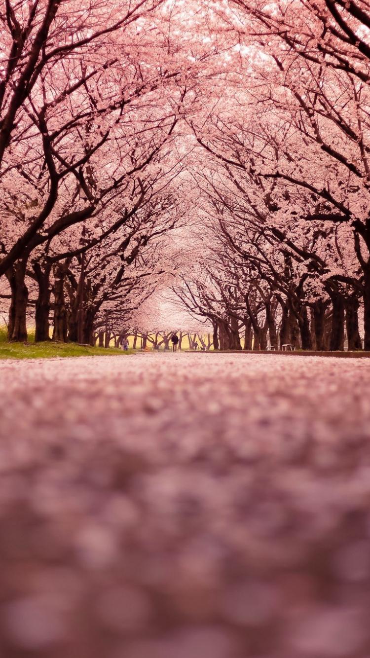 Cherry Blossom Iphone Wallpapers