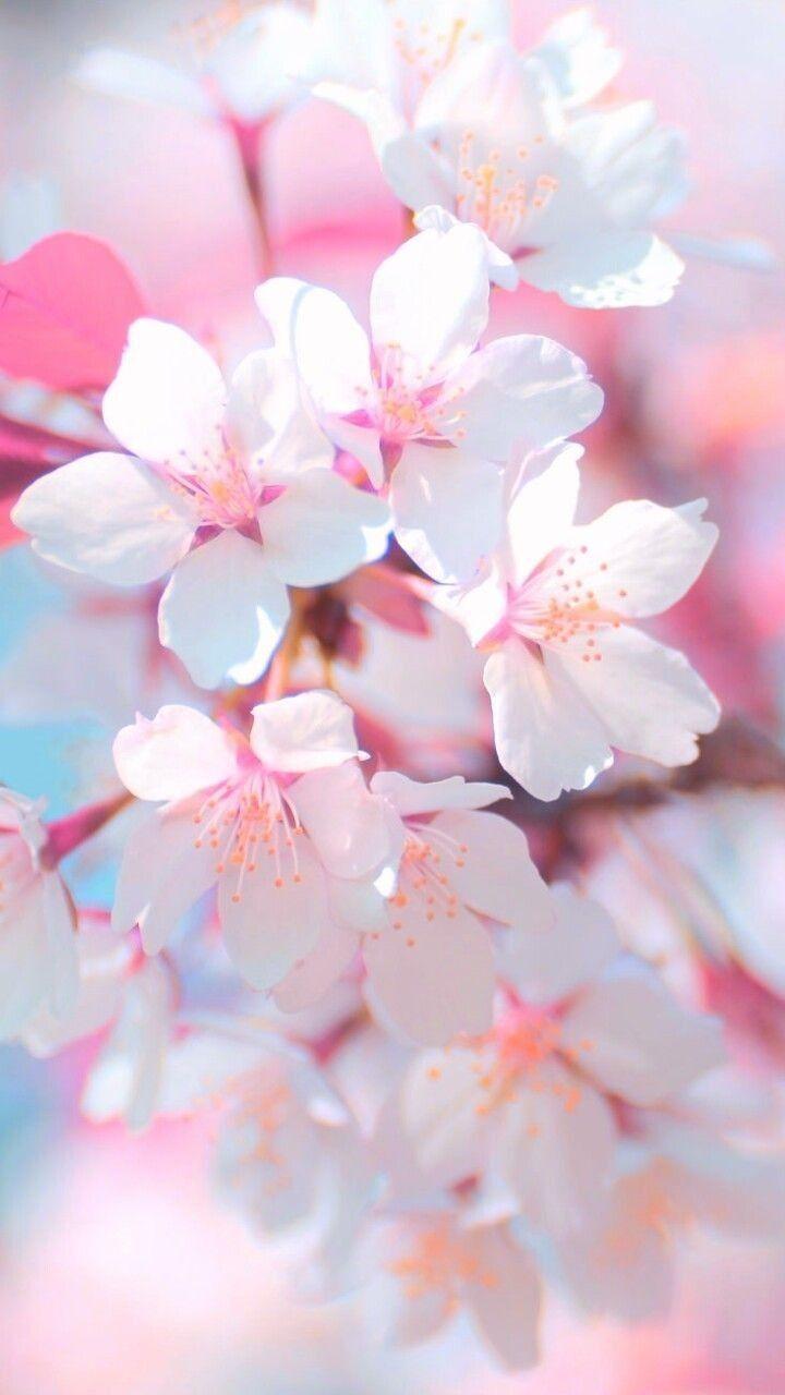 Cherry Blossom Iphone Wallpapers