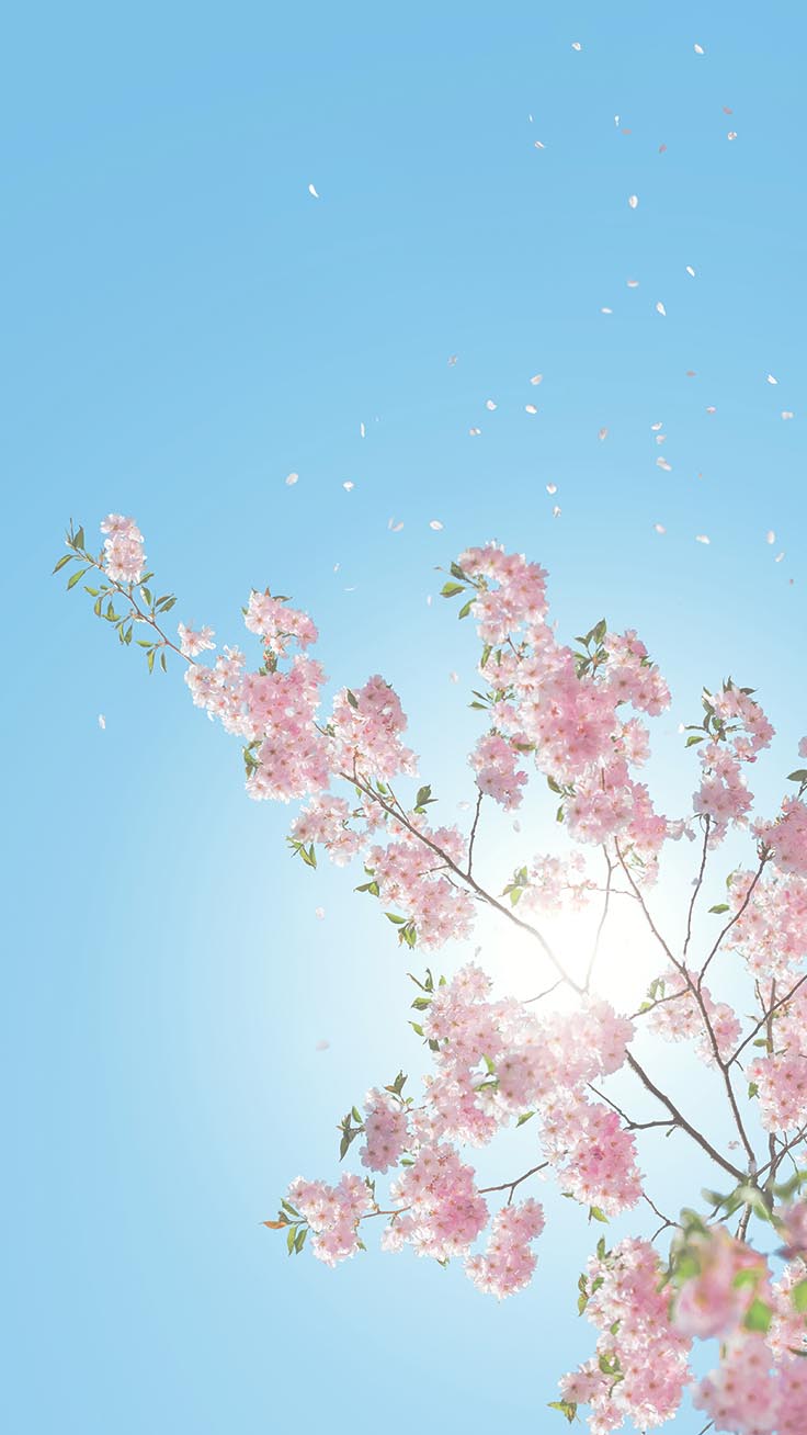 Cherry Blossom Iphone Wallpapers