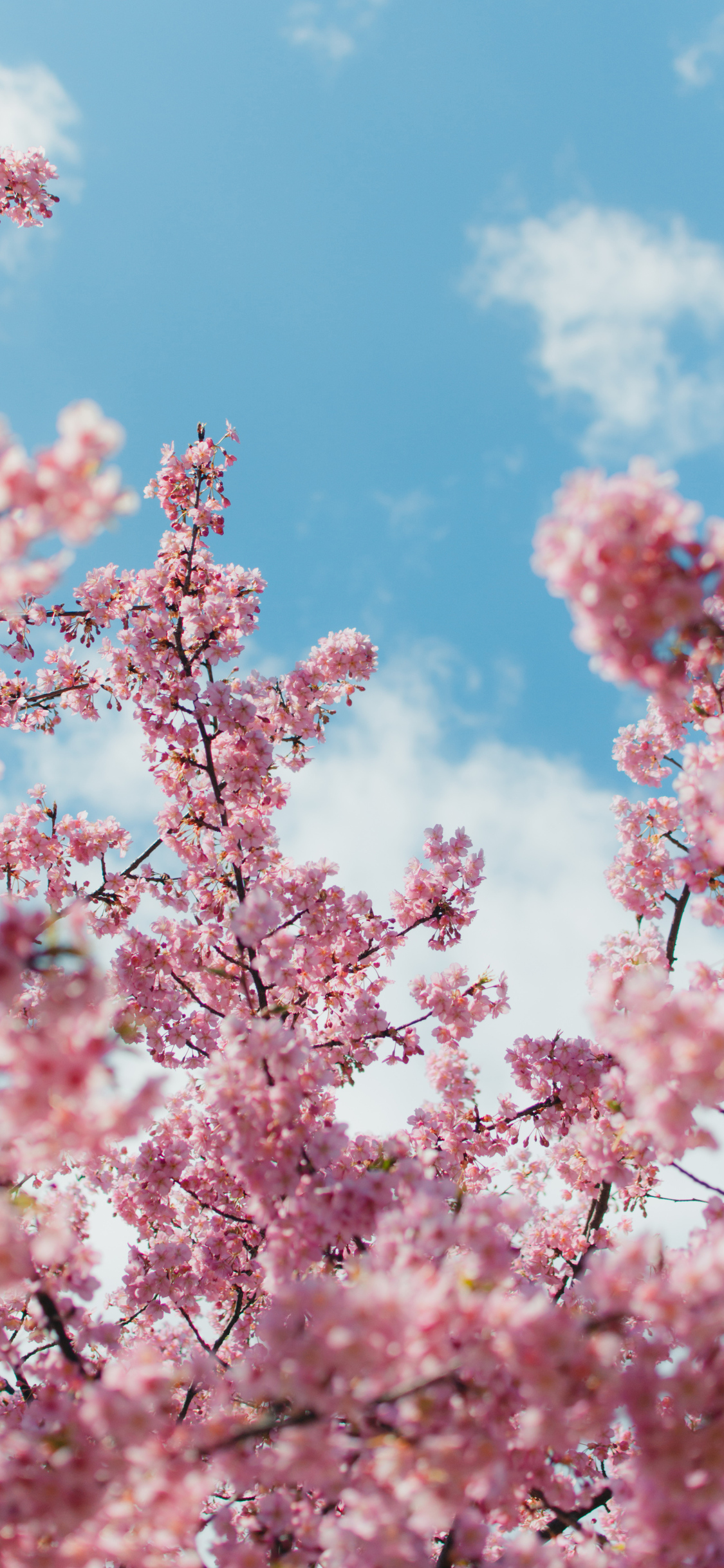 Cherry Blossom Iphone Wallpapers