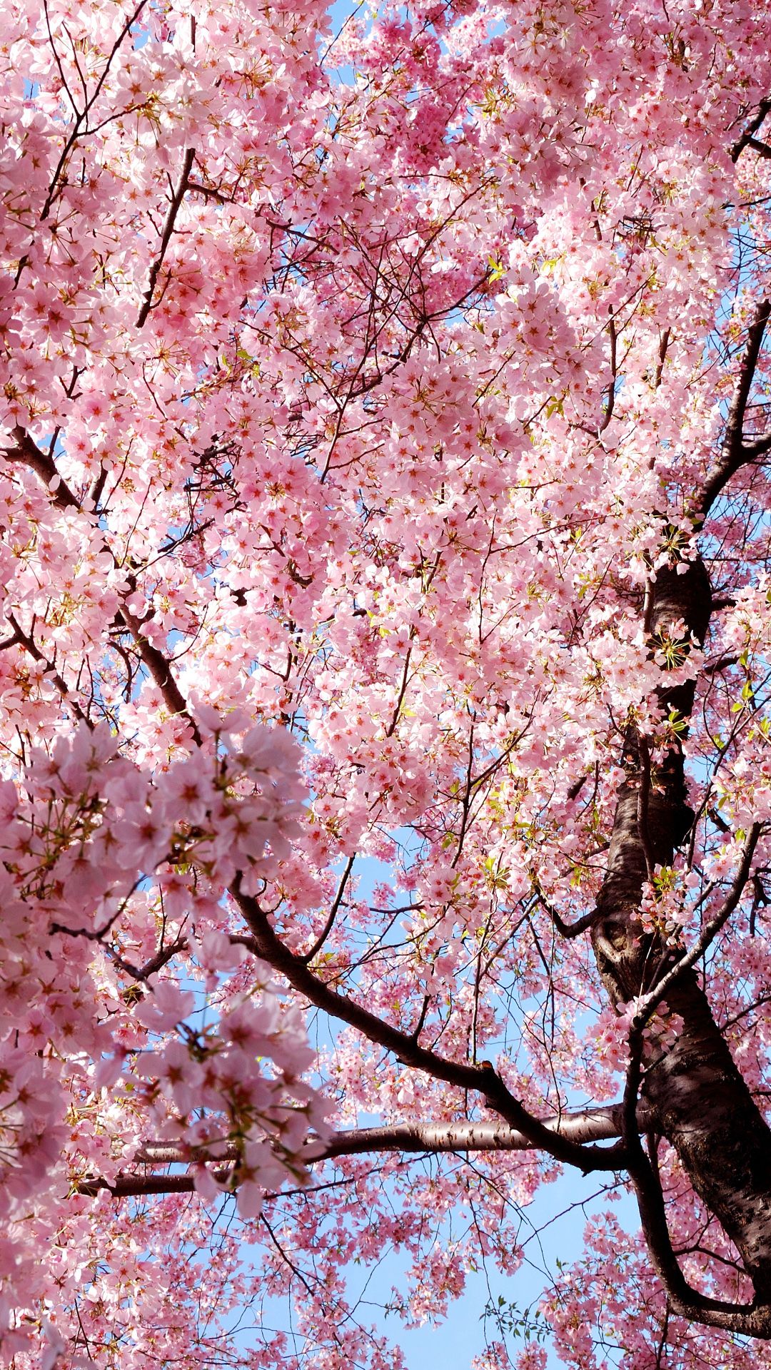 Cherry Blossom Iphone Wallpapers