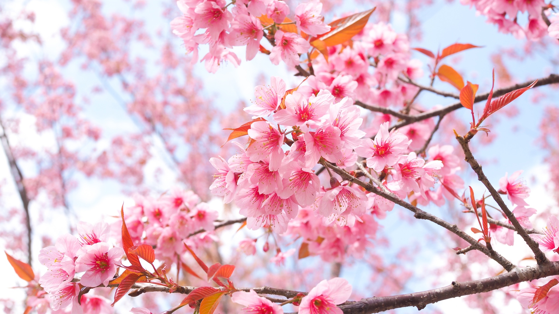 Cherry Blossom Laptop Wallpapers