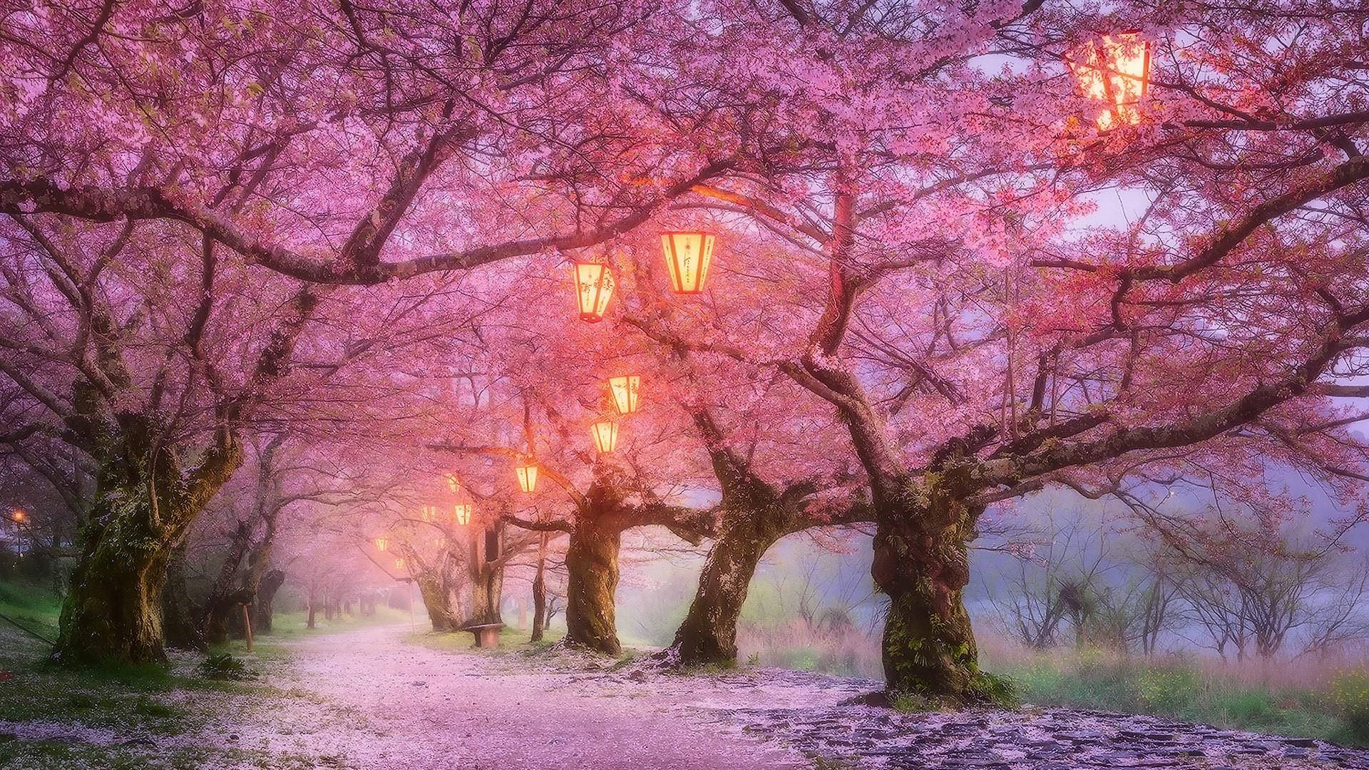 Cherry Blossom Laptop Wallpapers