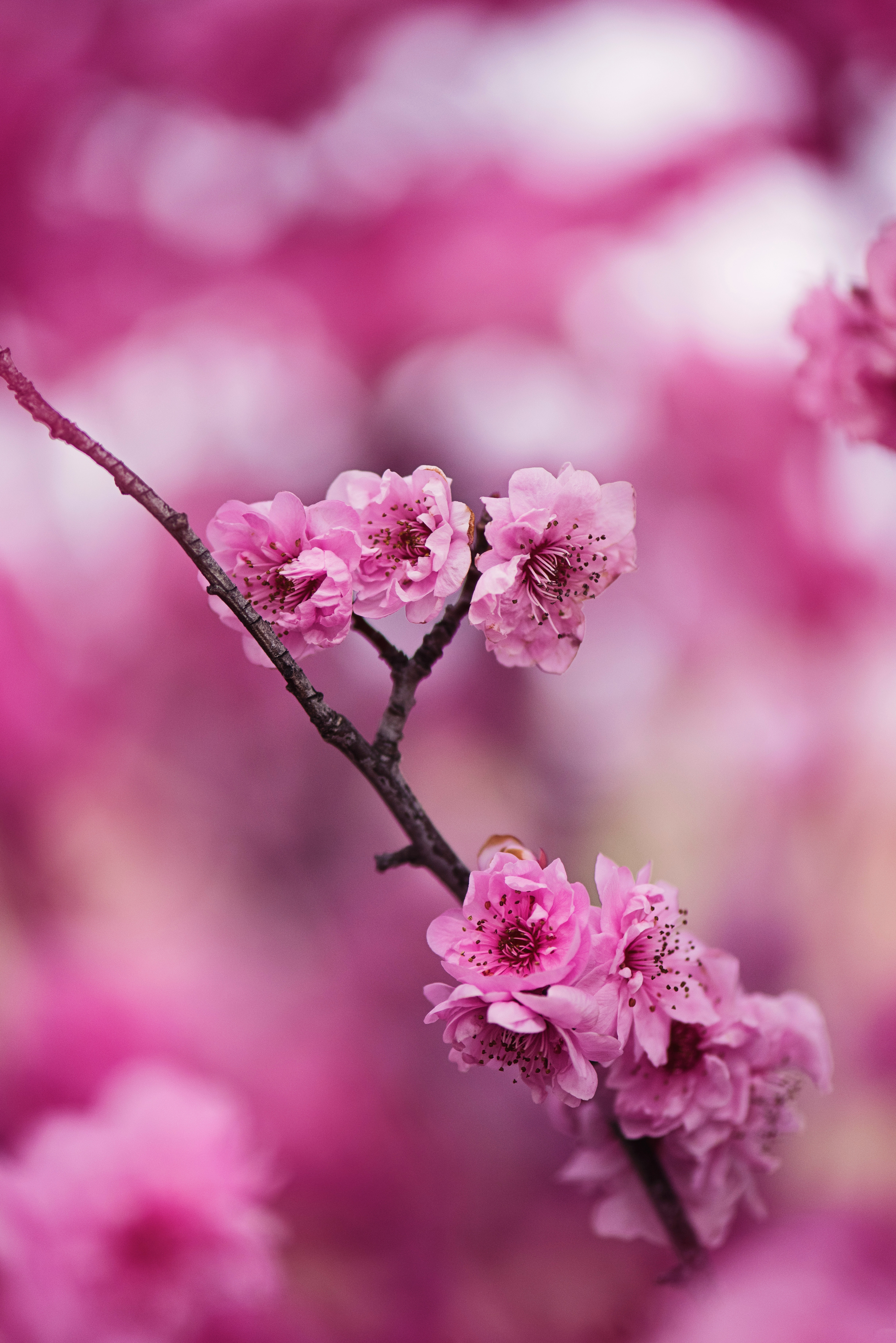 Cherry Blossom Laptop Wallpapers