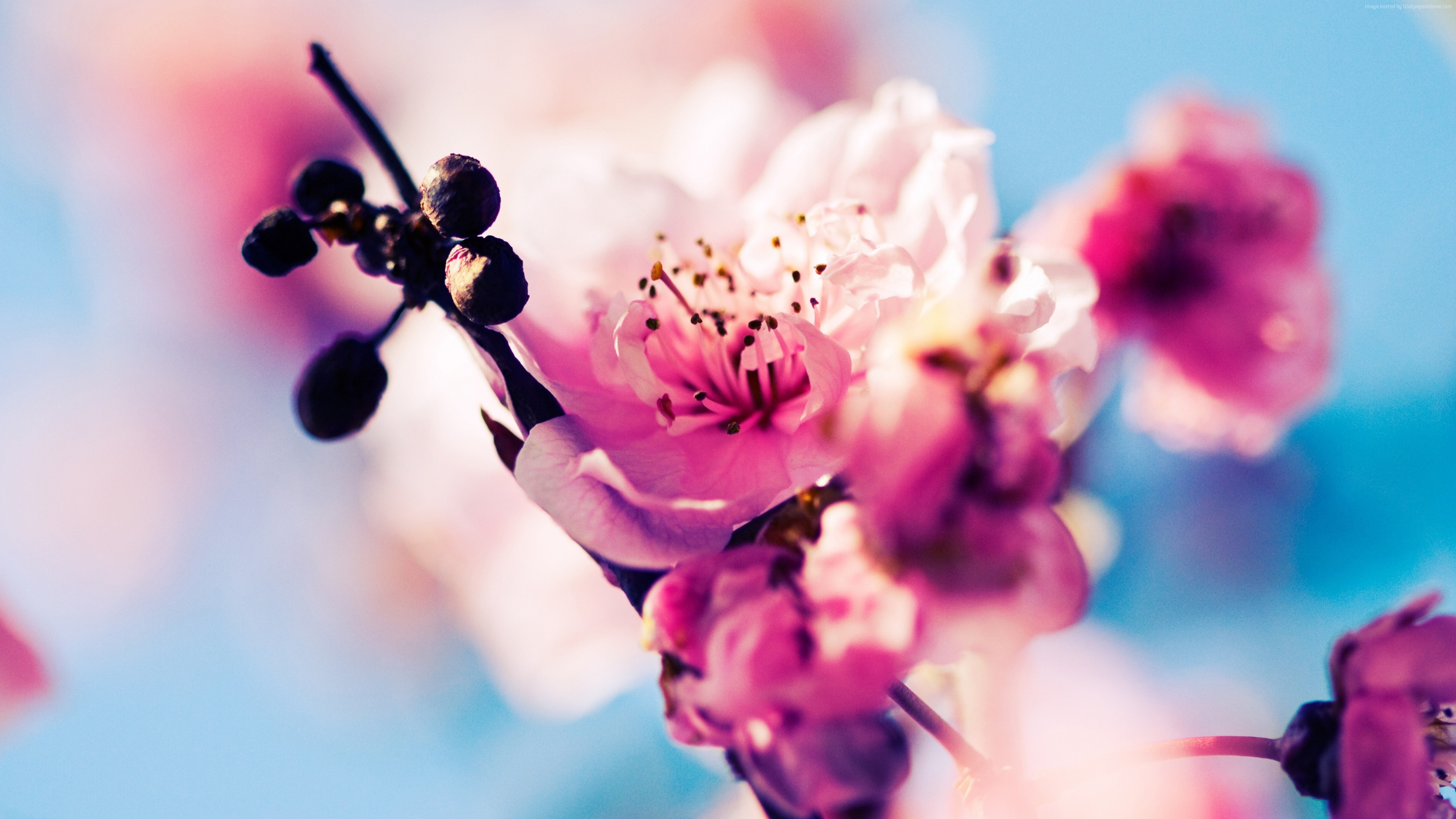 Cherry Blossom Laptop Wallpapers