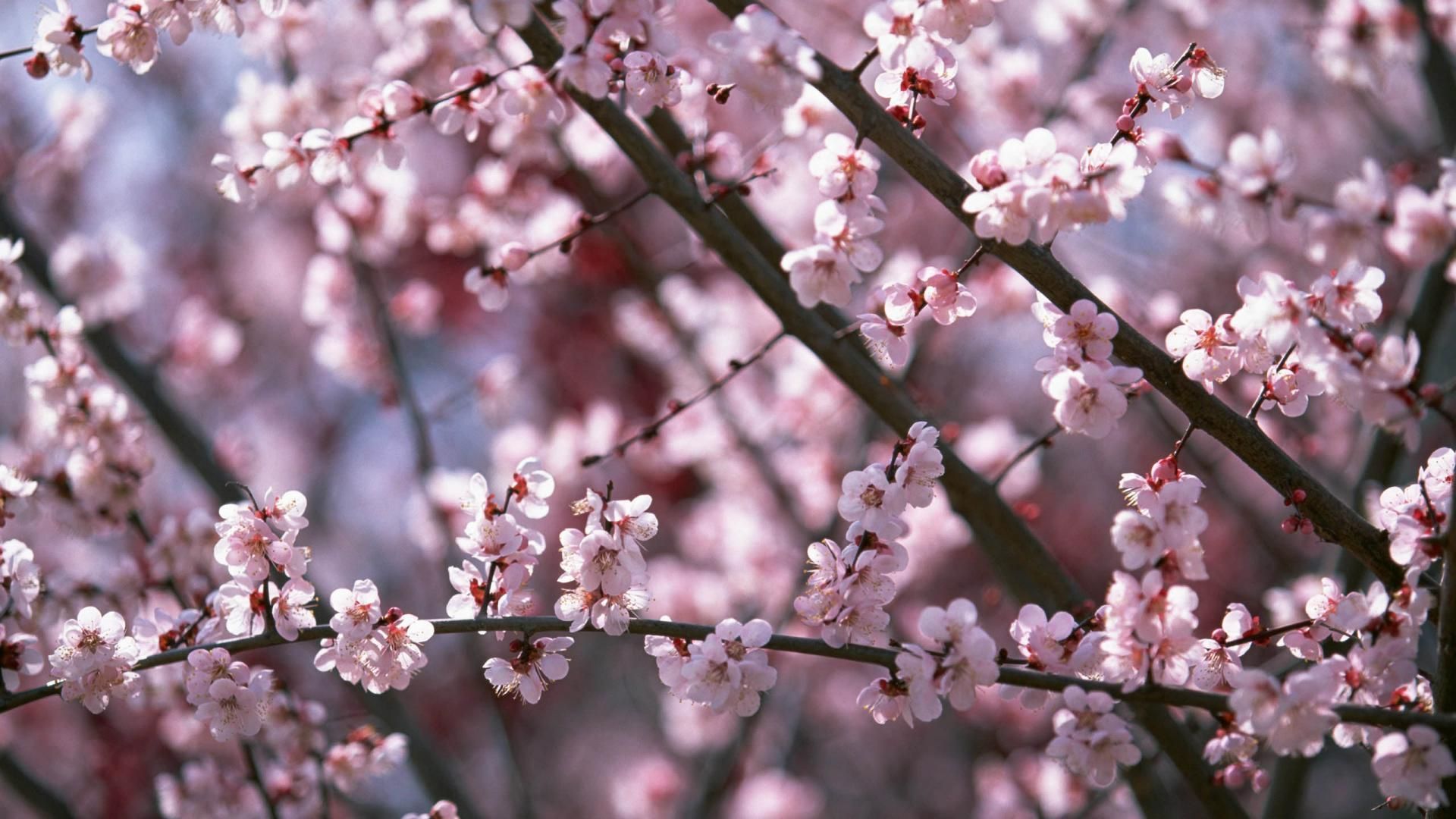 Cherry Blossom Laptop Wallpapers