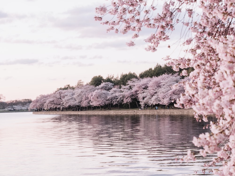 Cherry Blossom Tree Wallpapers