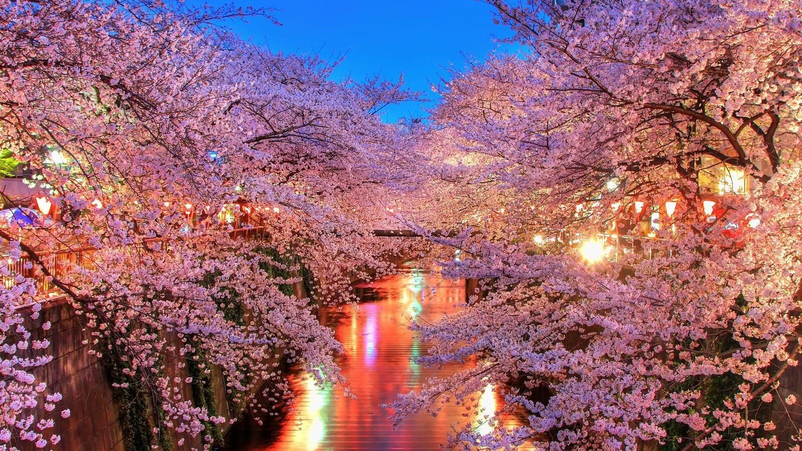 Cherry Blossom Tree At Night Wallpapers