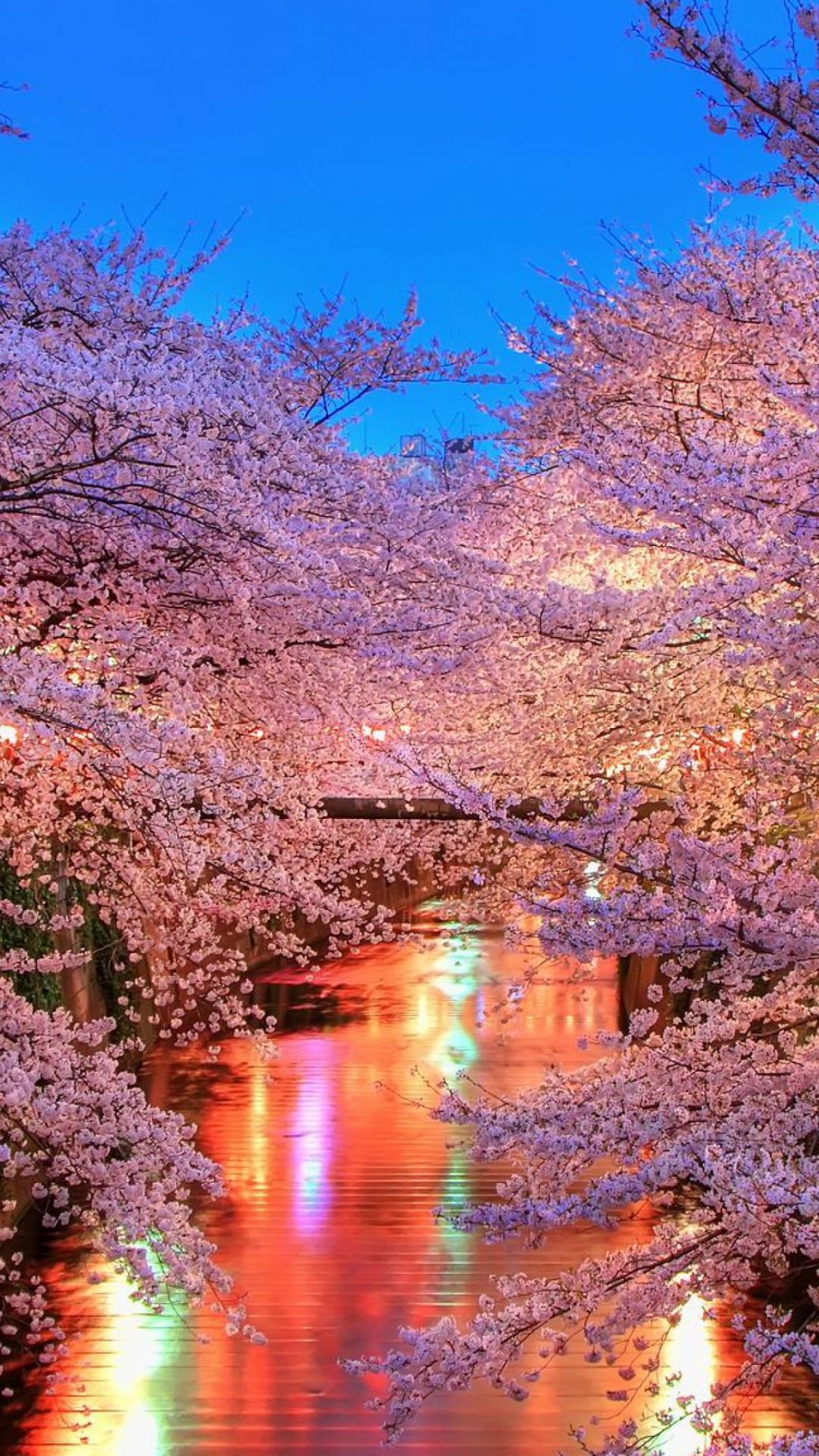 Cherry Blossom Tree At Night Wallpapers