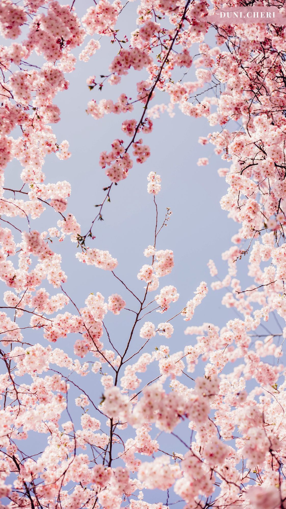 Cherry Blossom Vintage Wallpapers