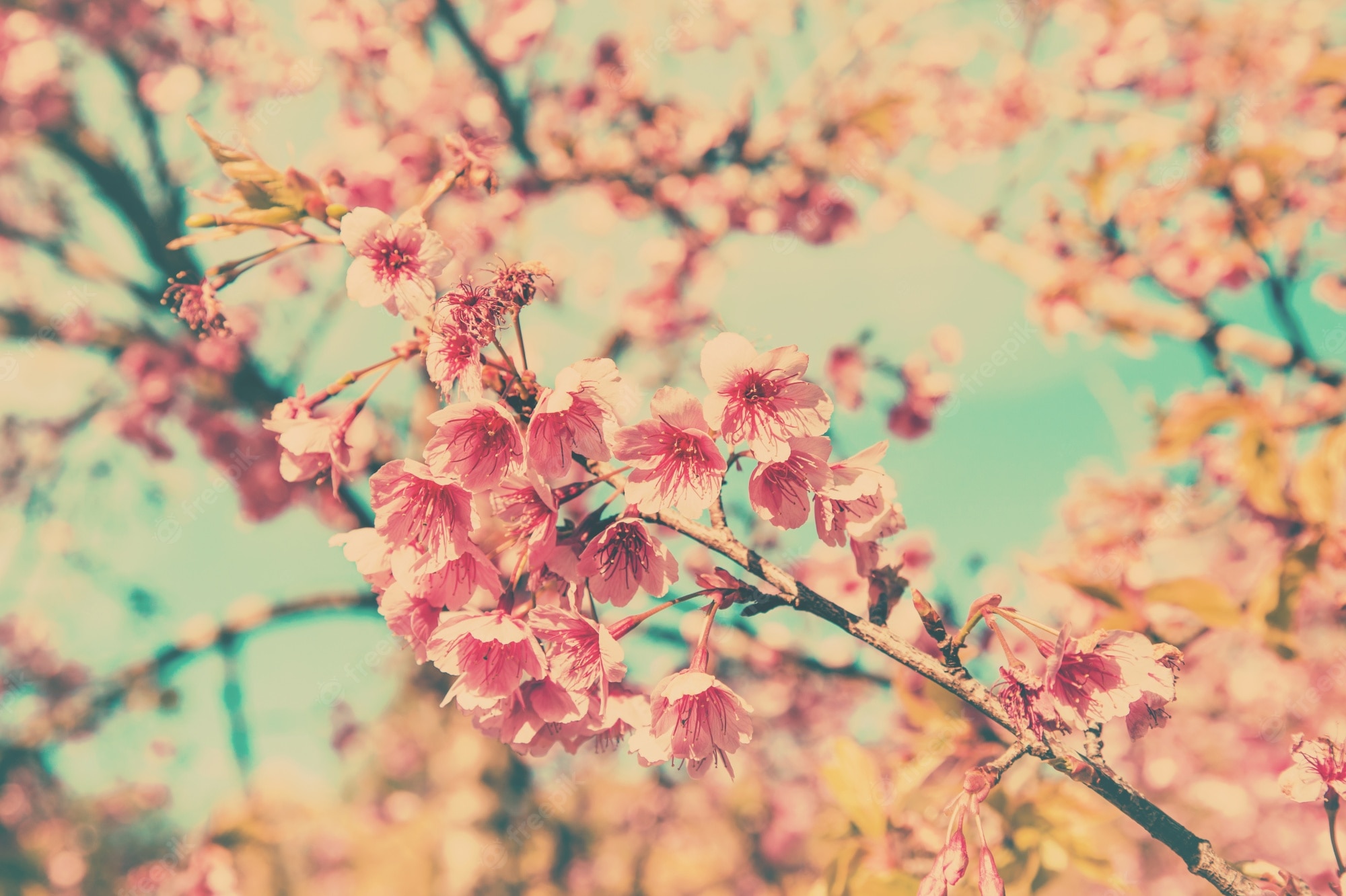 Cherry Blossom Vintage Wallpapers