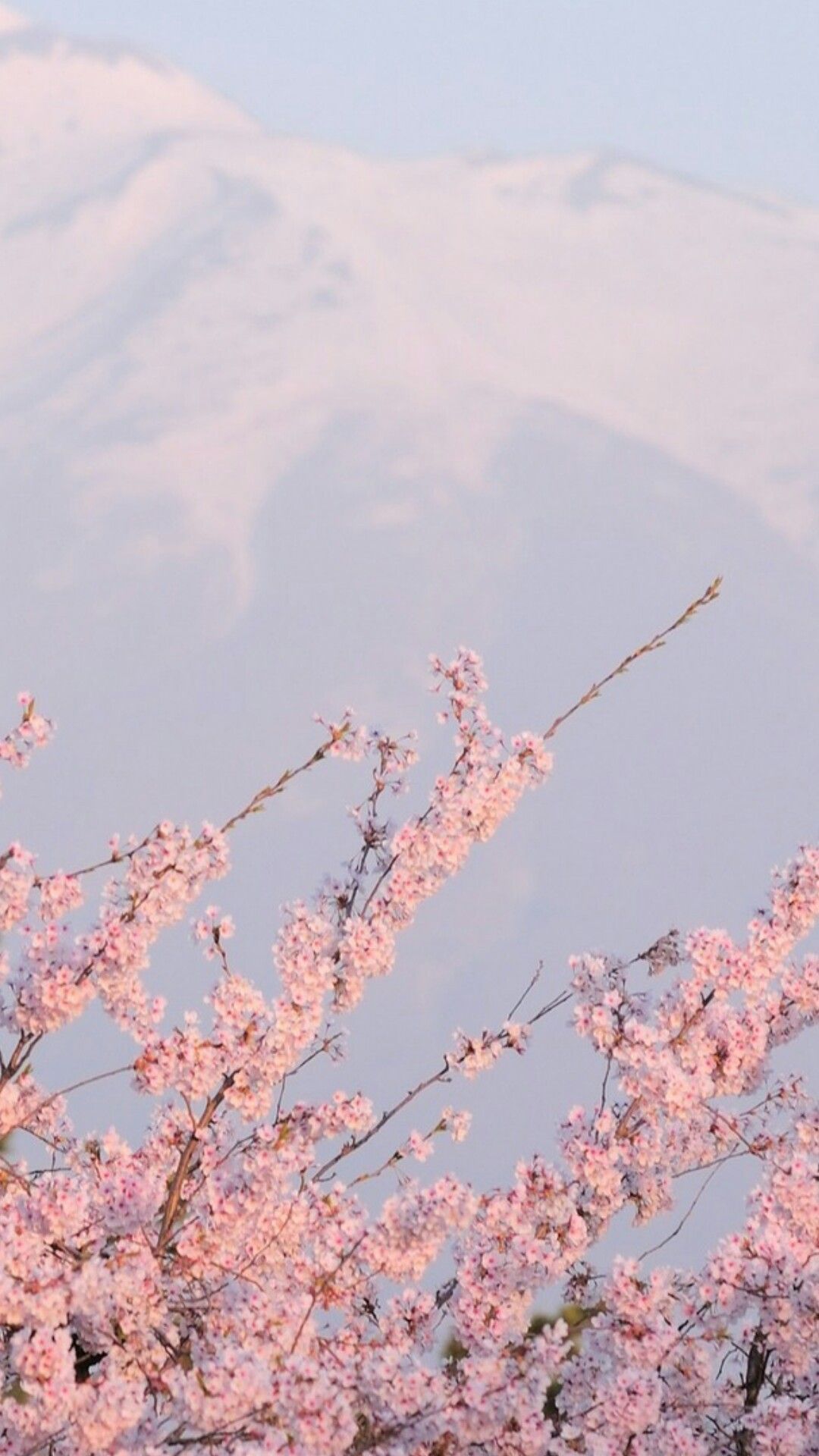 Cherry Blossom Vintage Wallpapers