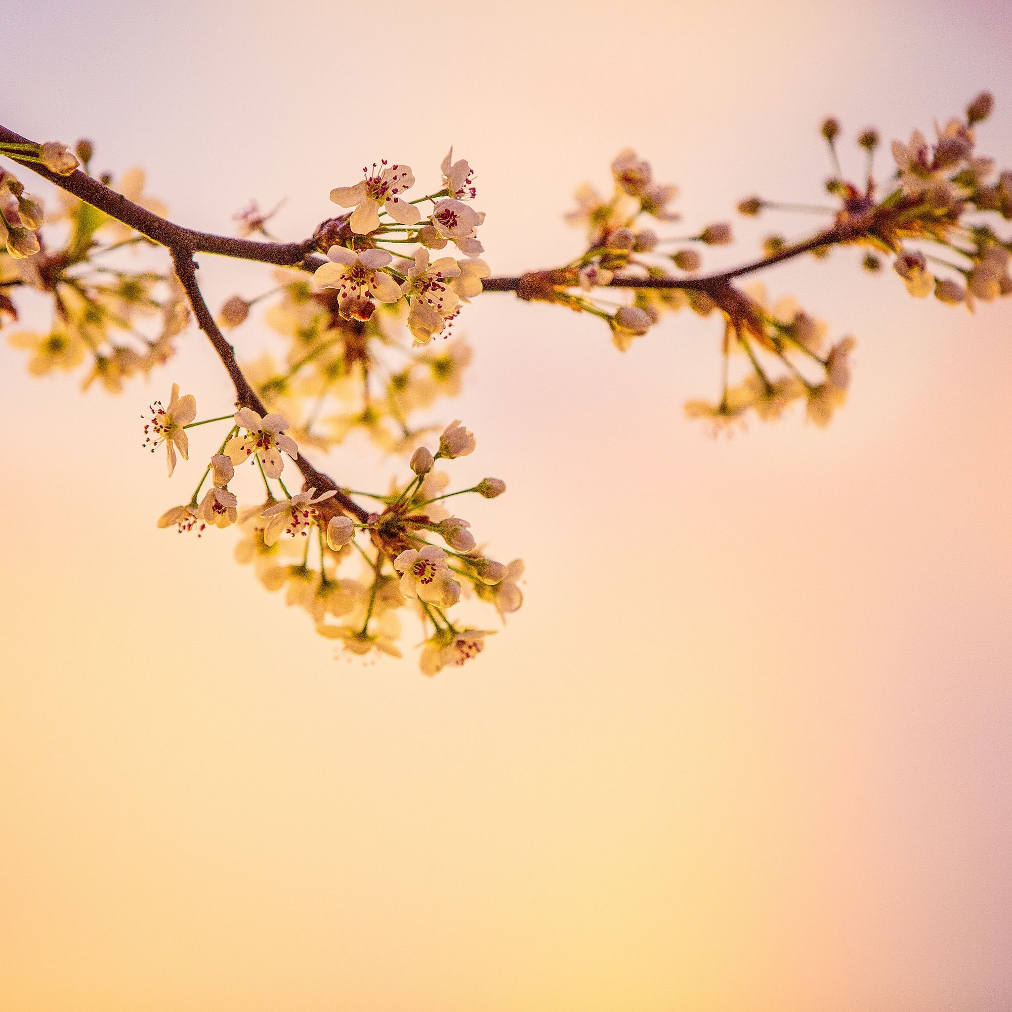 Cherry Blossom Yellow Wallpapers