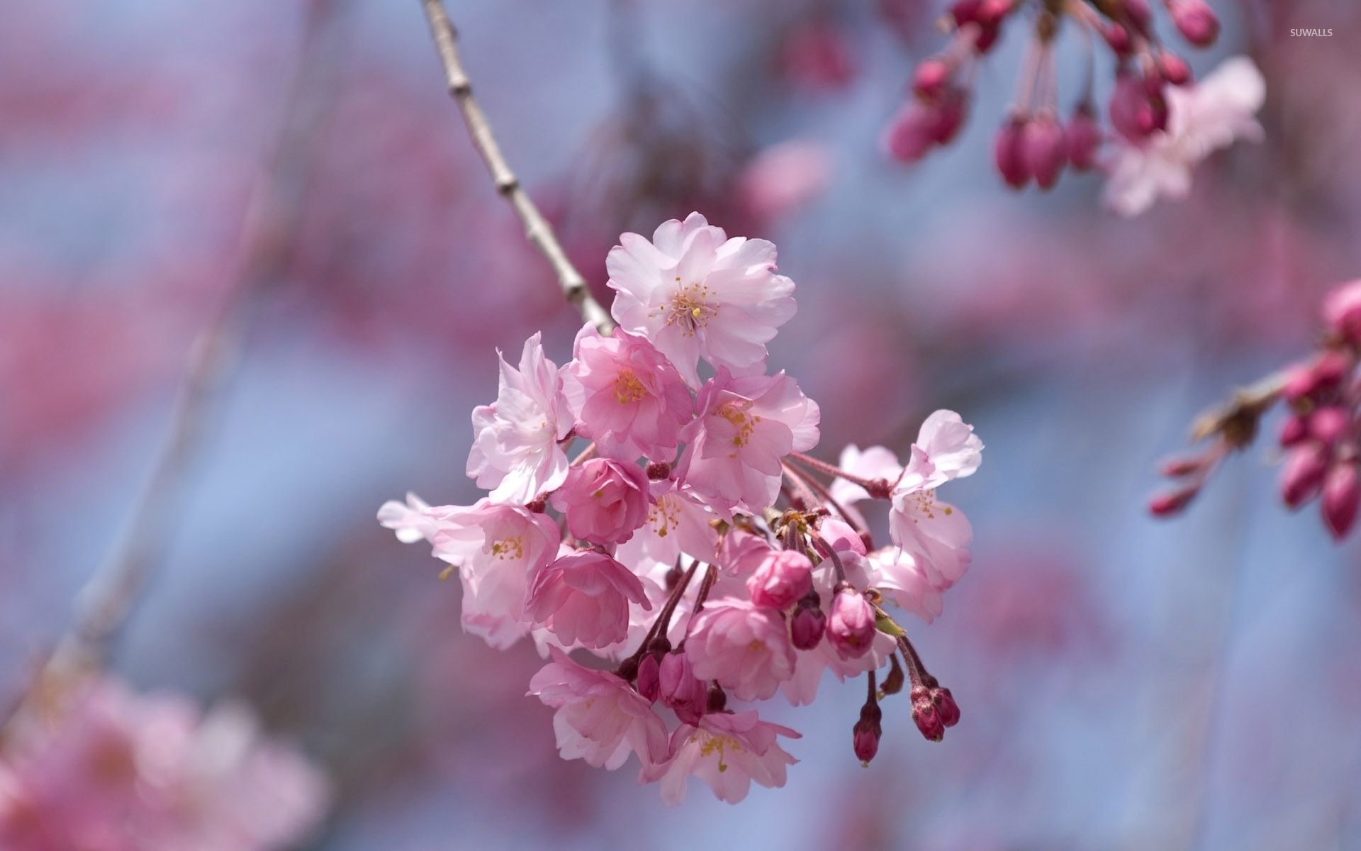 Cherry Blossom Yellow Wallpapers