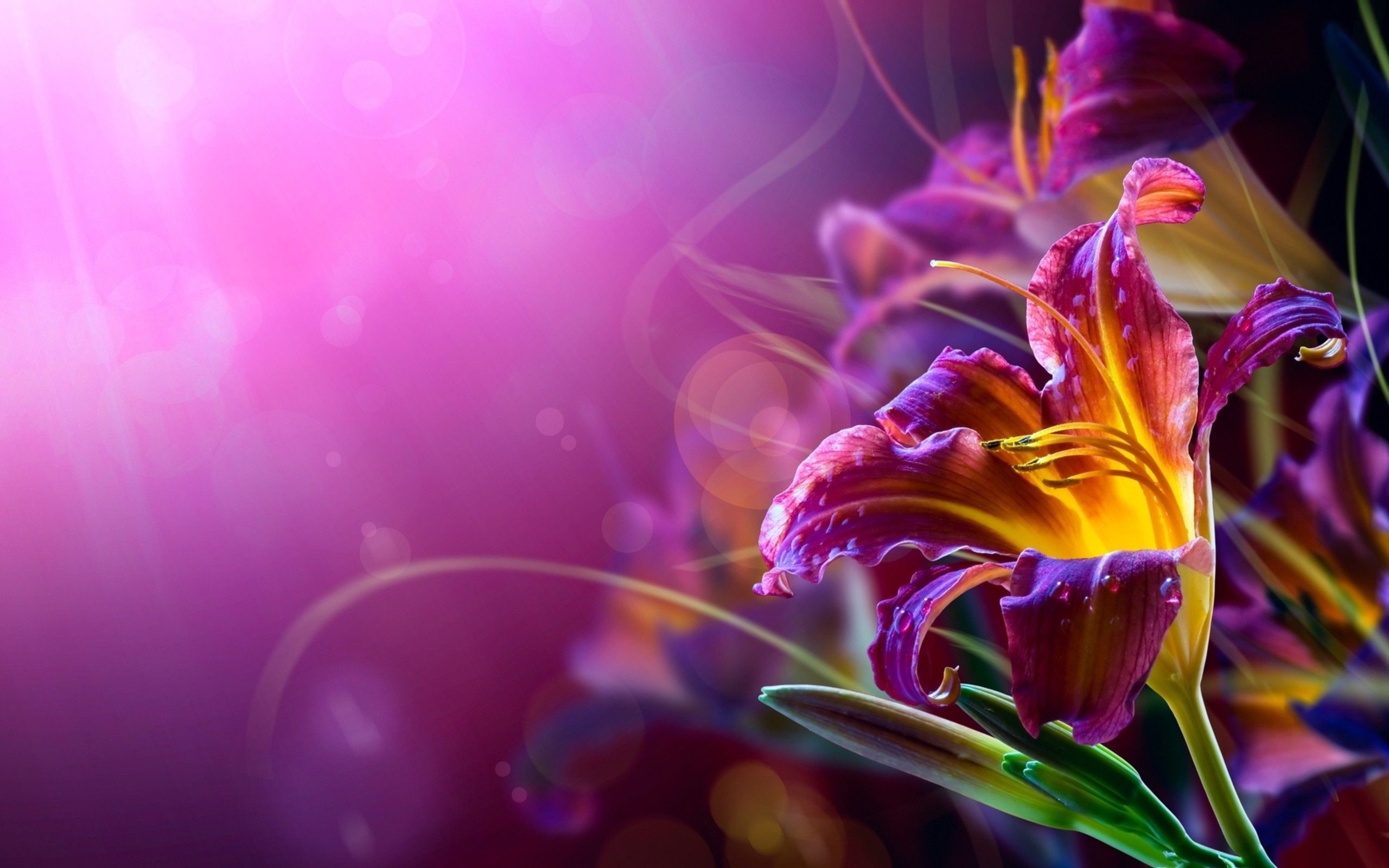 Colorful Abstract Flower Wallpapers