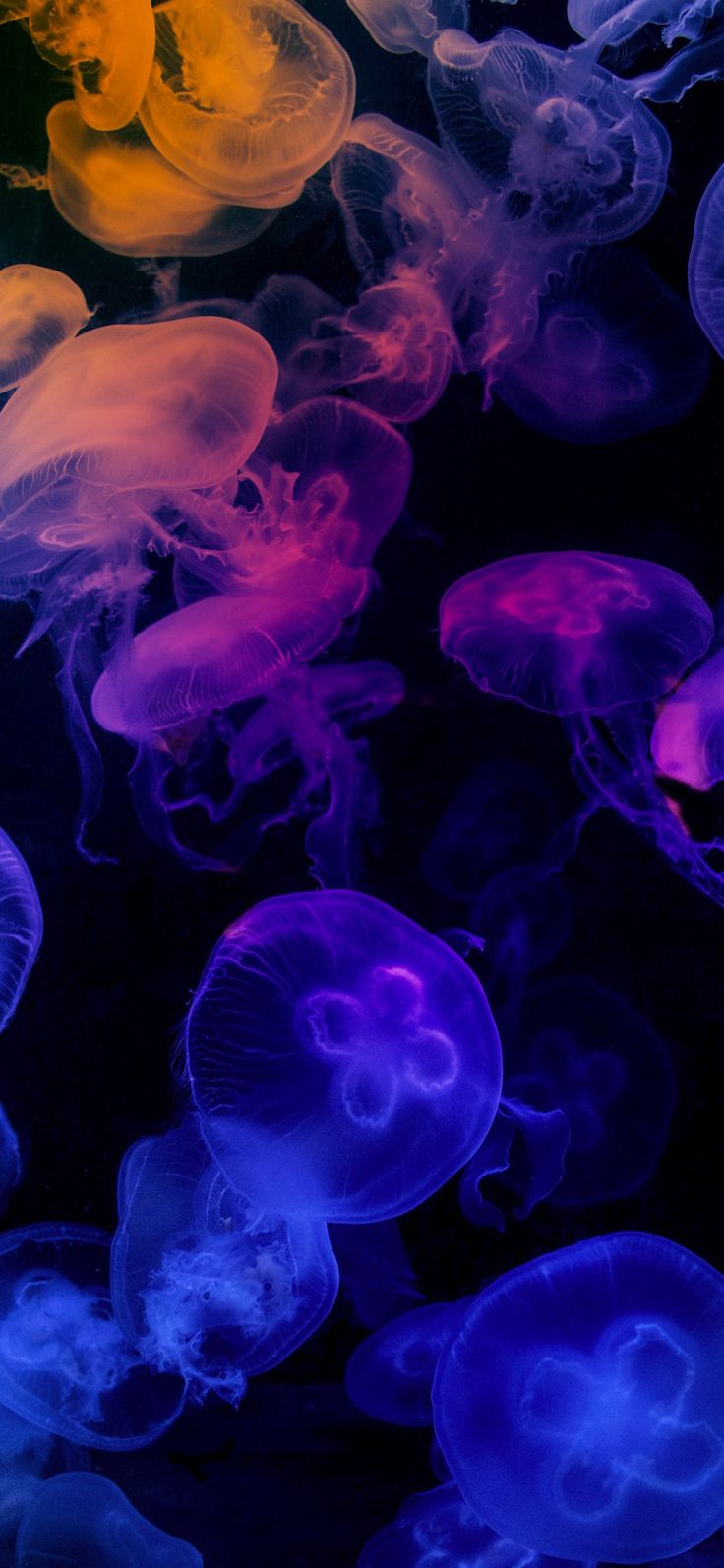 Colorful Jellyfish Wallpapers