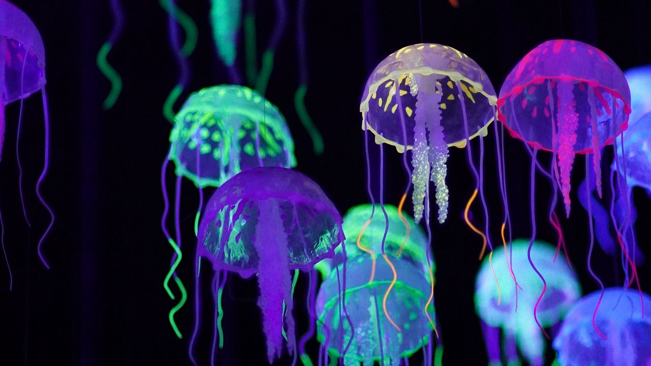 Colorful Jellyfish Wallpapers