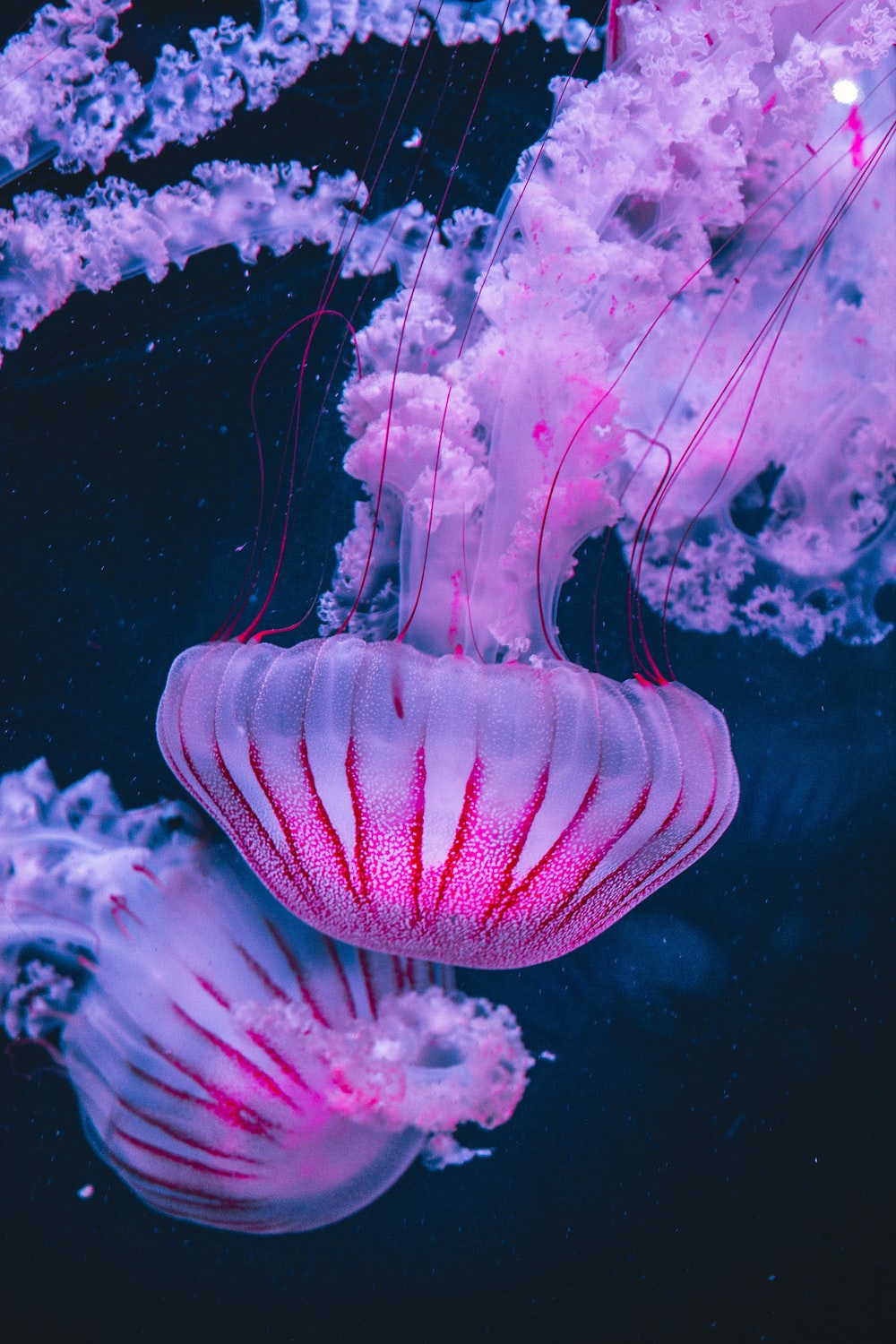 Colorful Jellyfish Wallpapers
