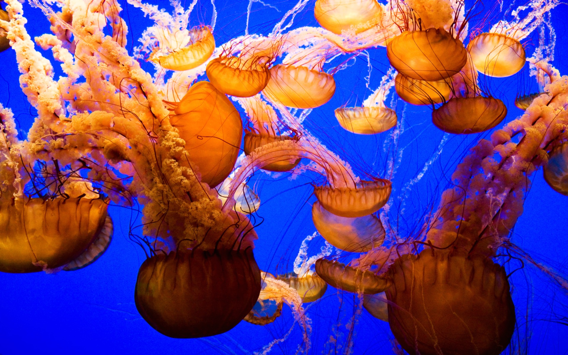 Colorful Jellyfish Wallpapers