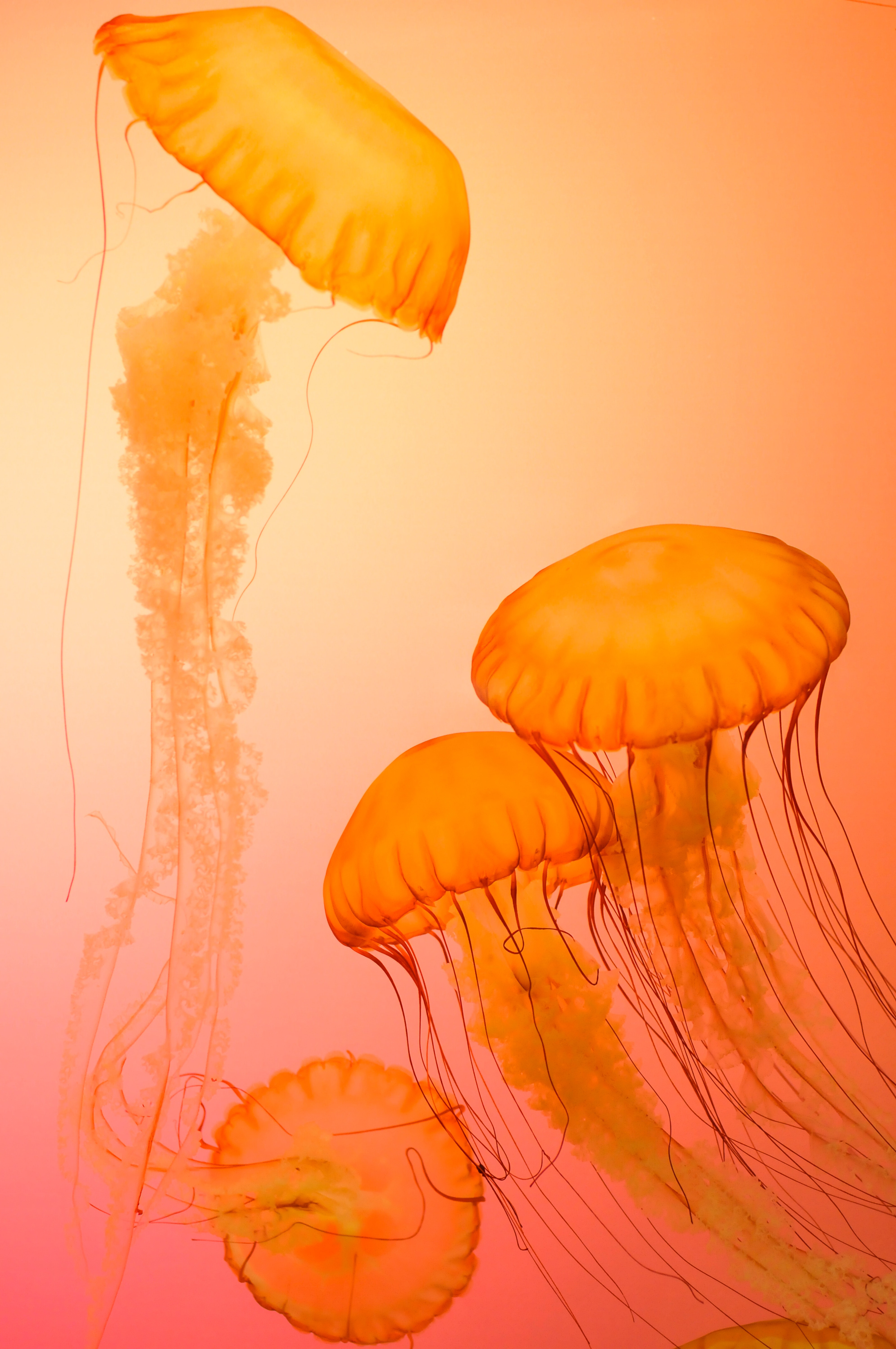 Colorful Jellyfish Wallpapers